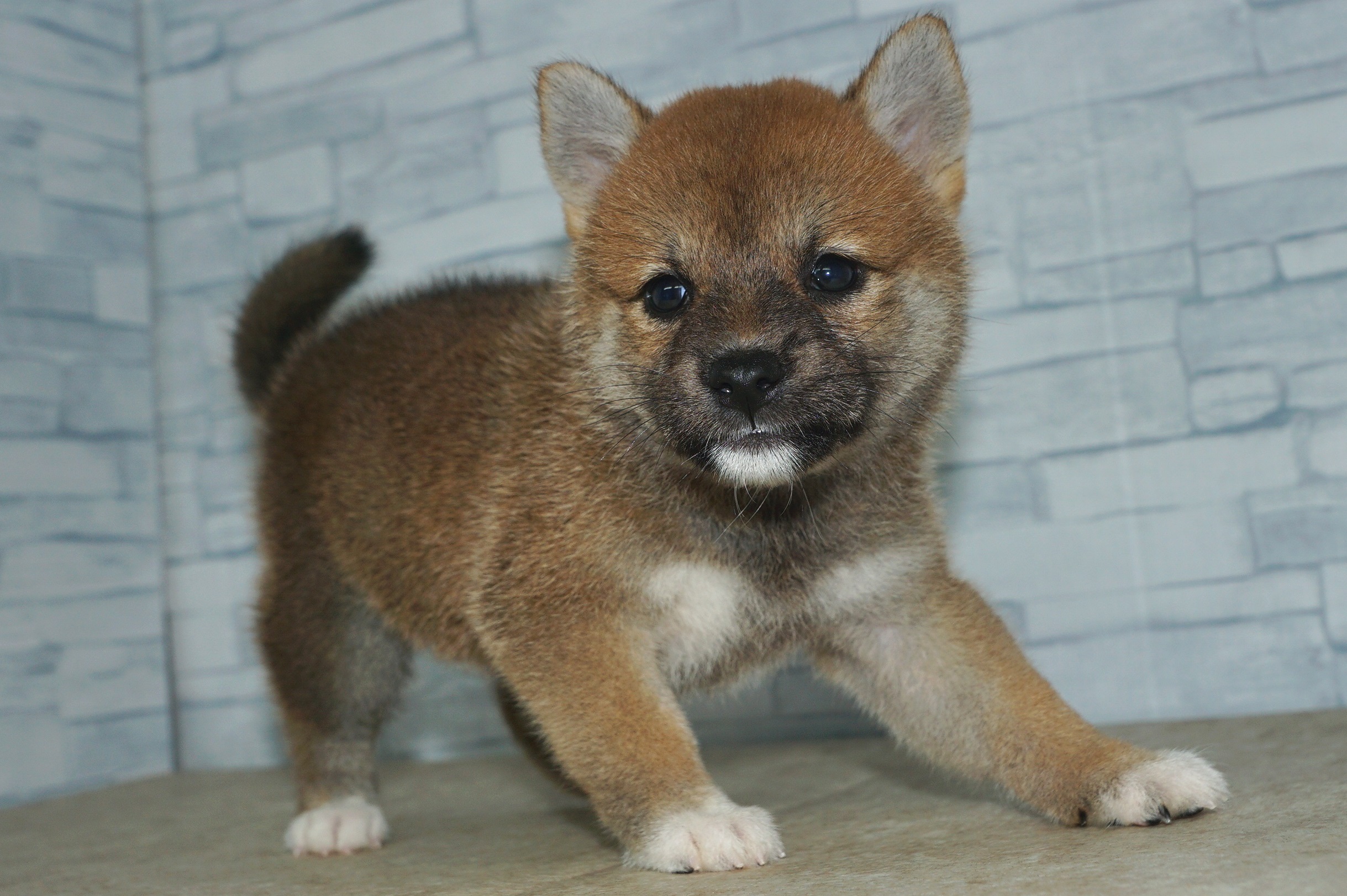 神奈川県の豆柴 (きくちペット湘南平塚店/2024年6月17日生まれ/女の子/赤)の子犬