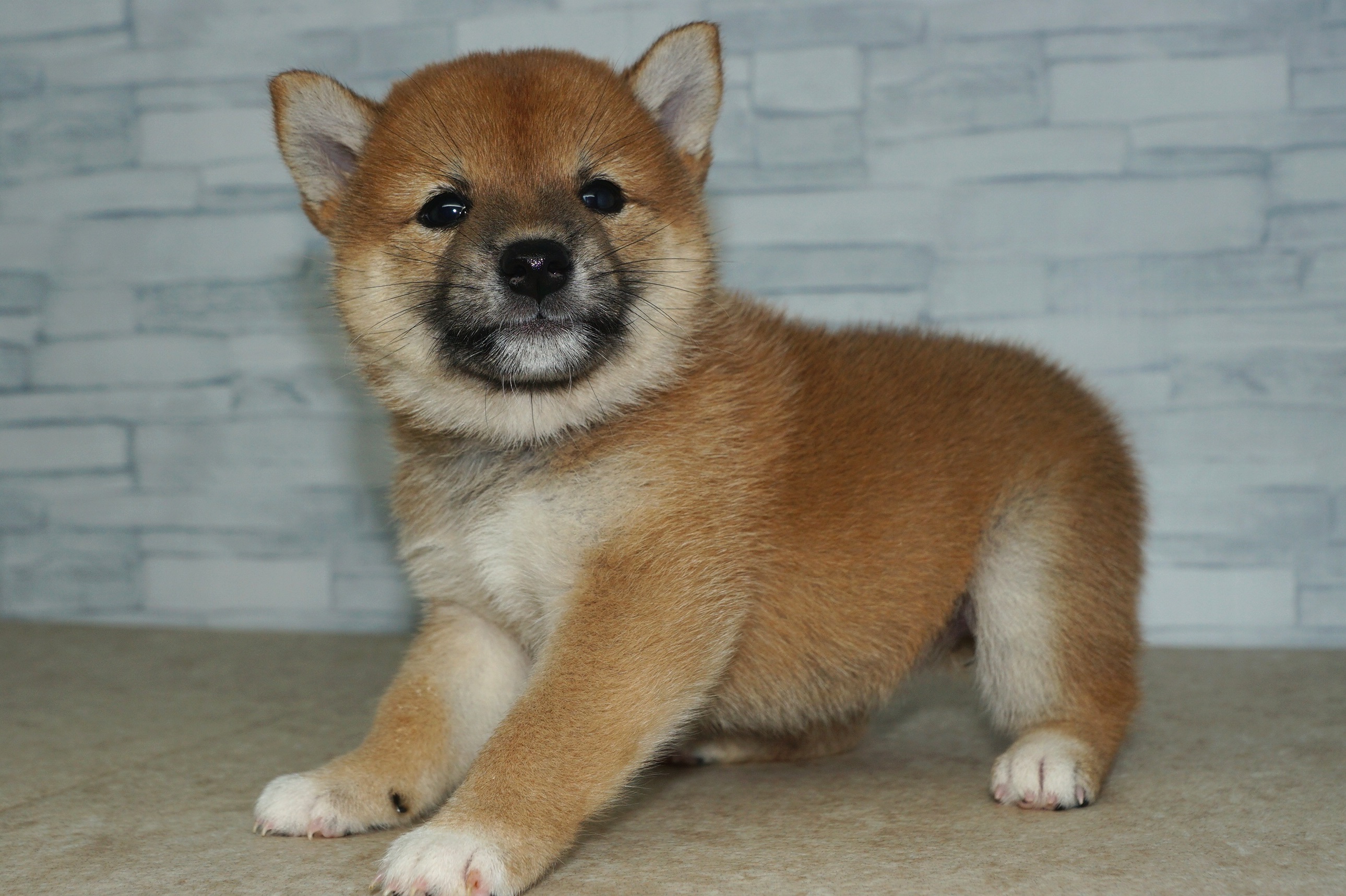 神奈川県の柴犬(標準サイズ) (きくちペット湘南平塚店/2024年7月6日生まれ/女の子/赤)の子犬