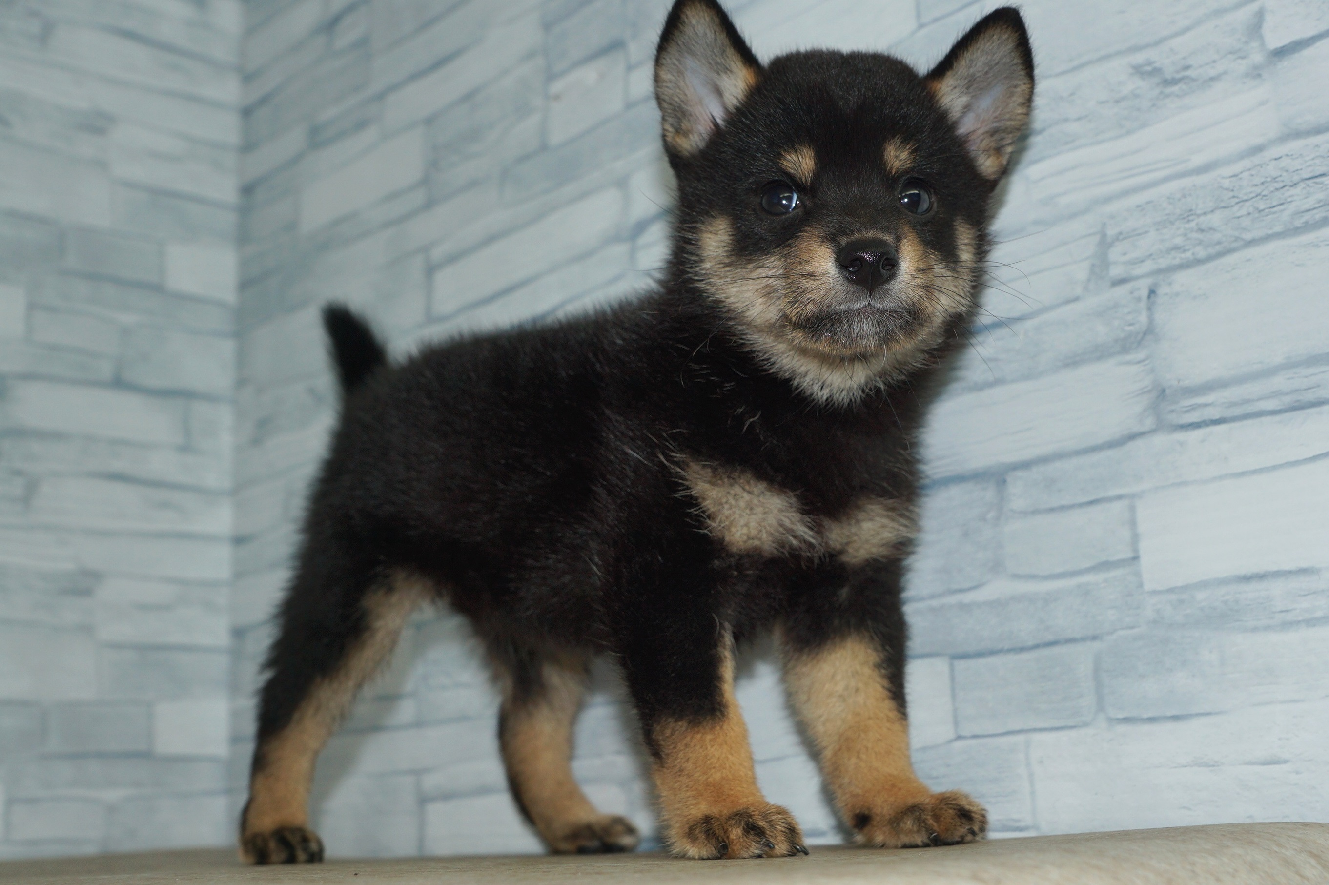 神奈川県の柴犬(標準サイズ) (きくちペット湘南平塚店/2024年7月6日生まれ/女の子/黒)の子犬