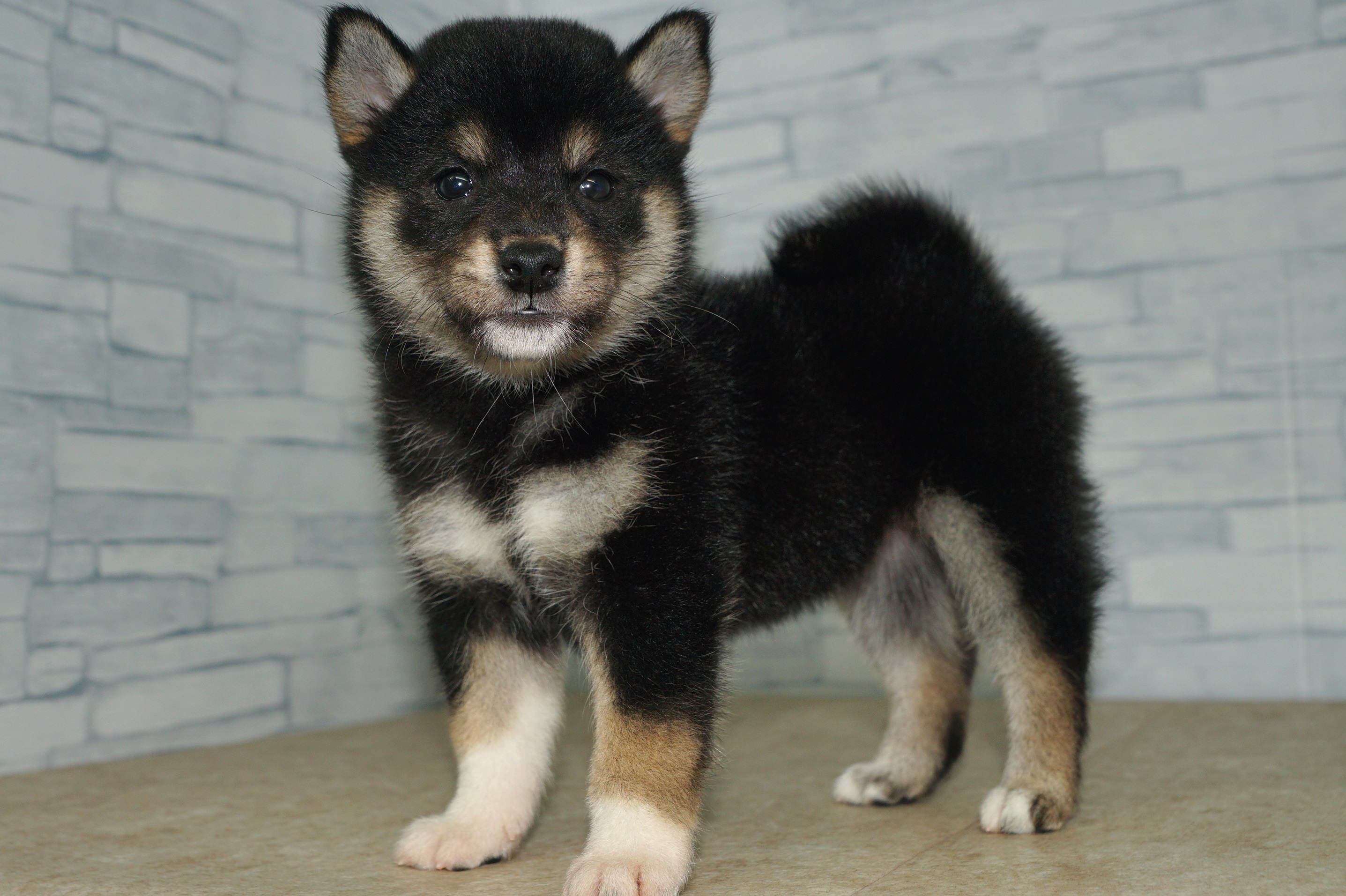 神奈川県の柴犬(標準サイズ) (きくちペット湘南平塚店/2024年7月11日生まれ/女の子/黒)の子犬