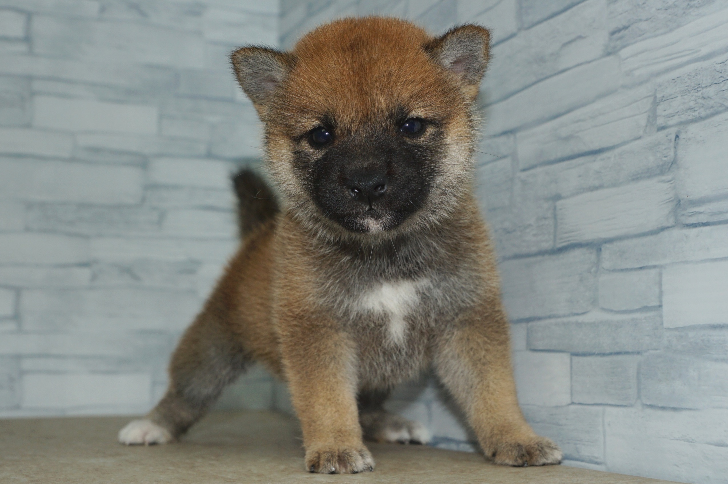 神奈川県の柴犬(標準サイズ) (きくちペット湘南平塚店/2024年8月1日生まれ/女の子/赤)の子犬