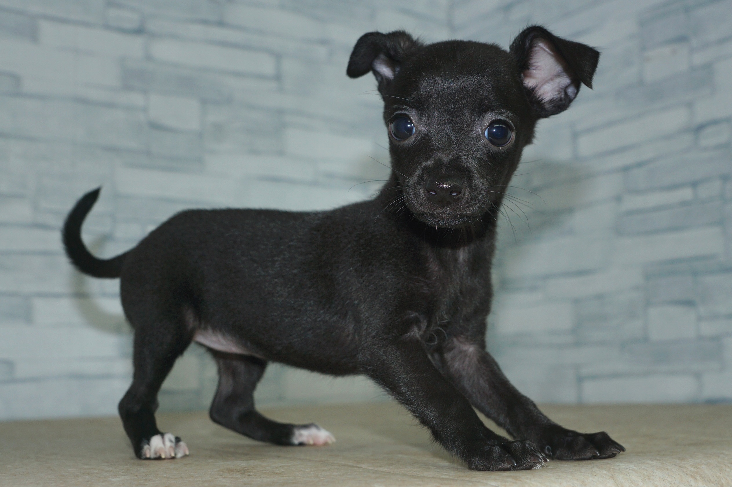 神奈川県のハーフ犬・ミックス犬 (きくちペット湘南平塚店/2024年8月1日生まれ/女の子/ブラック)の子犬