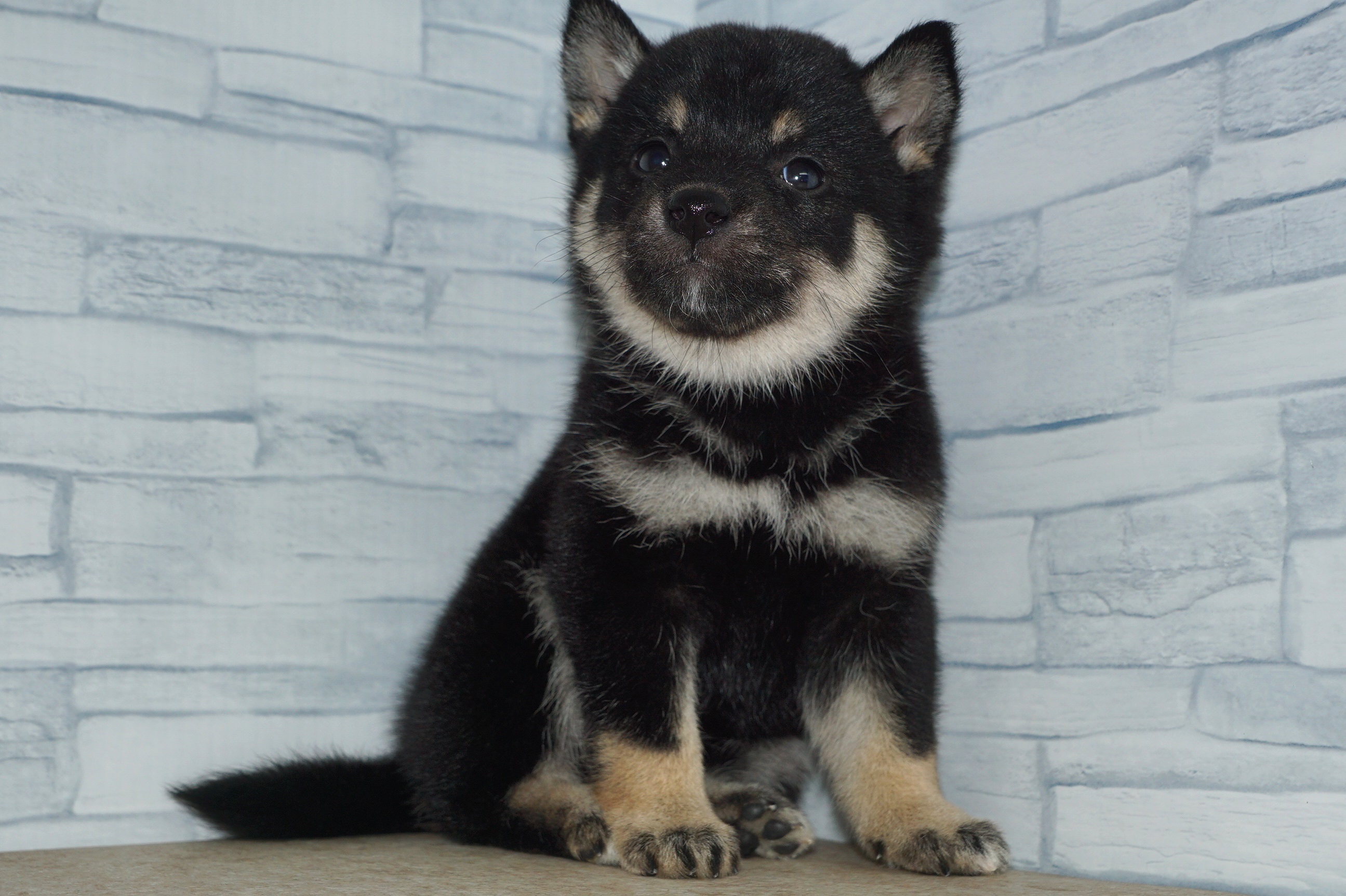 神奈川県の柴犬(標準サイズ) (きくちペット湘南平塚店/2024年9月28日生まれ/女の子/黒)の子犬