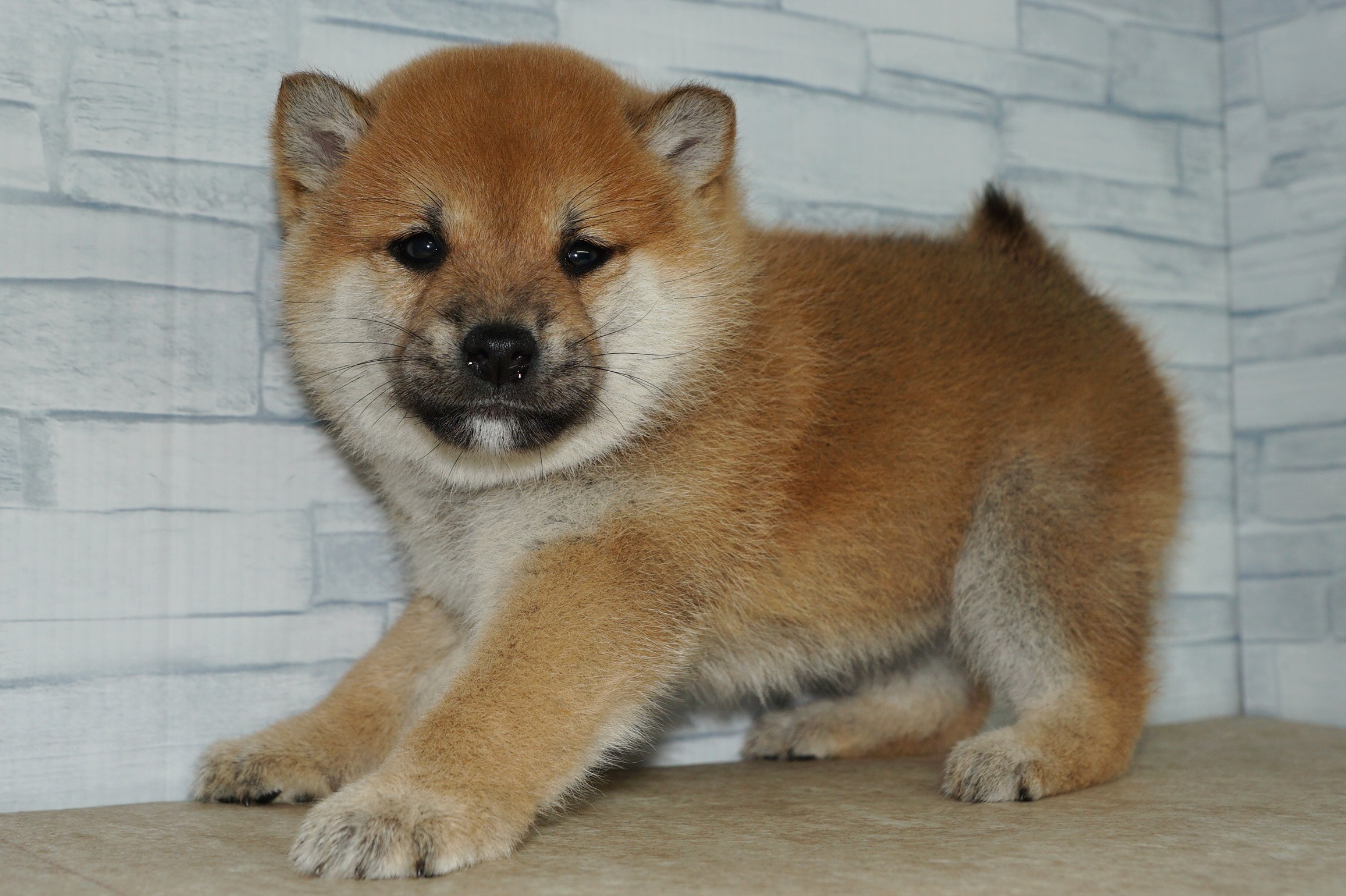 神奈川県の柴犬(標準サイズ) (きくちペット湘南平塚店/2024年9月27日生まれ/女の子/赤)の子犬