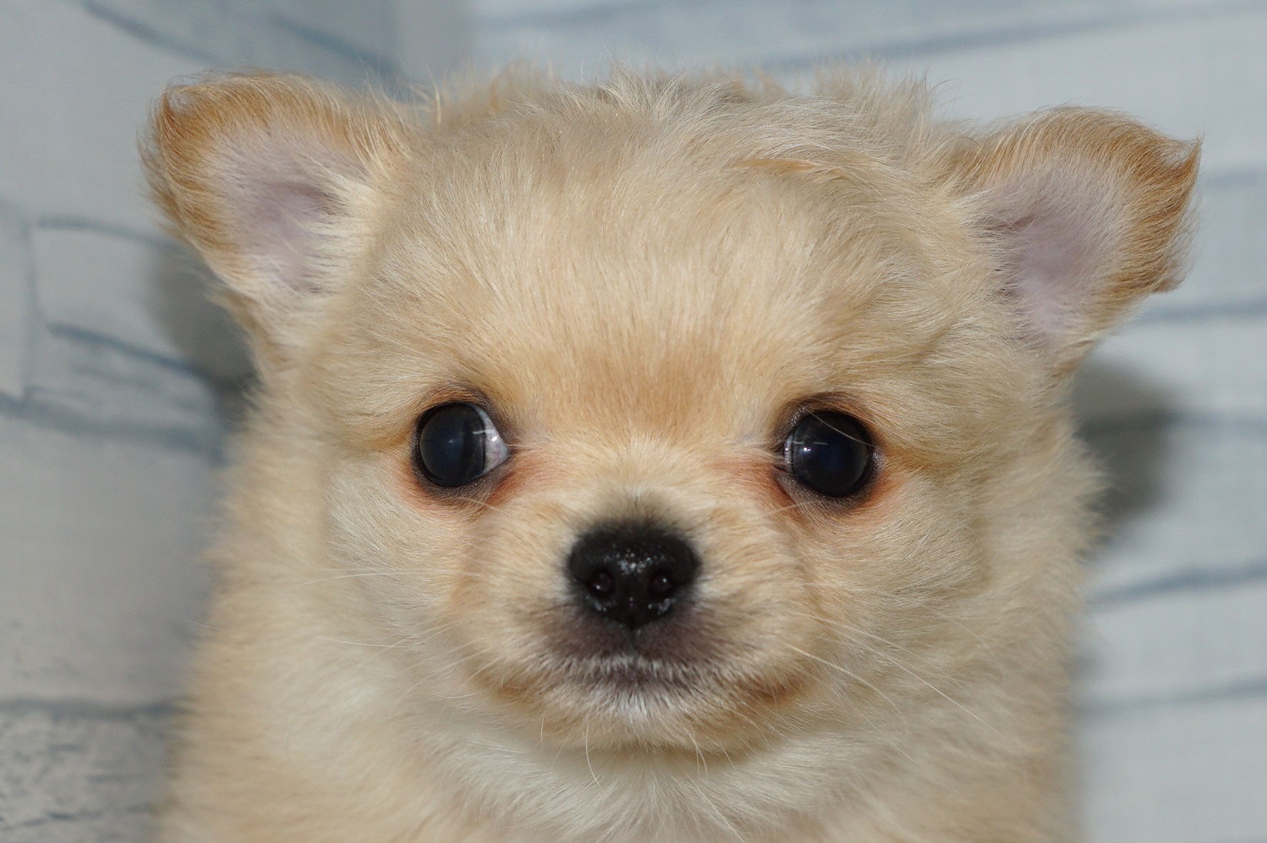 詳細 | 新入舎紹介 | きくちペット