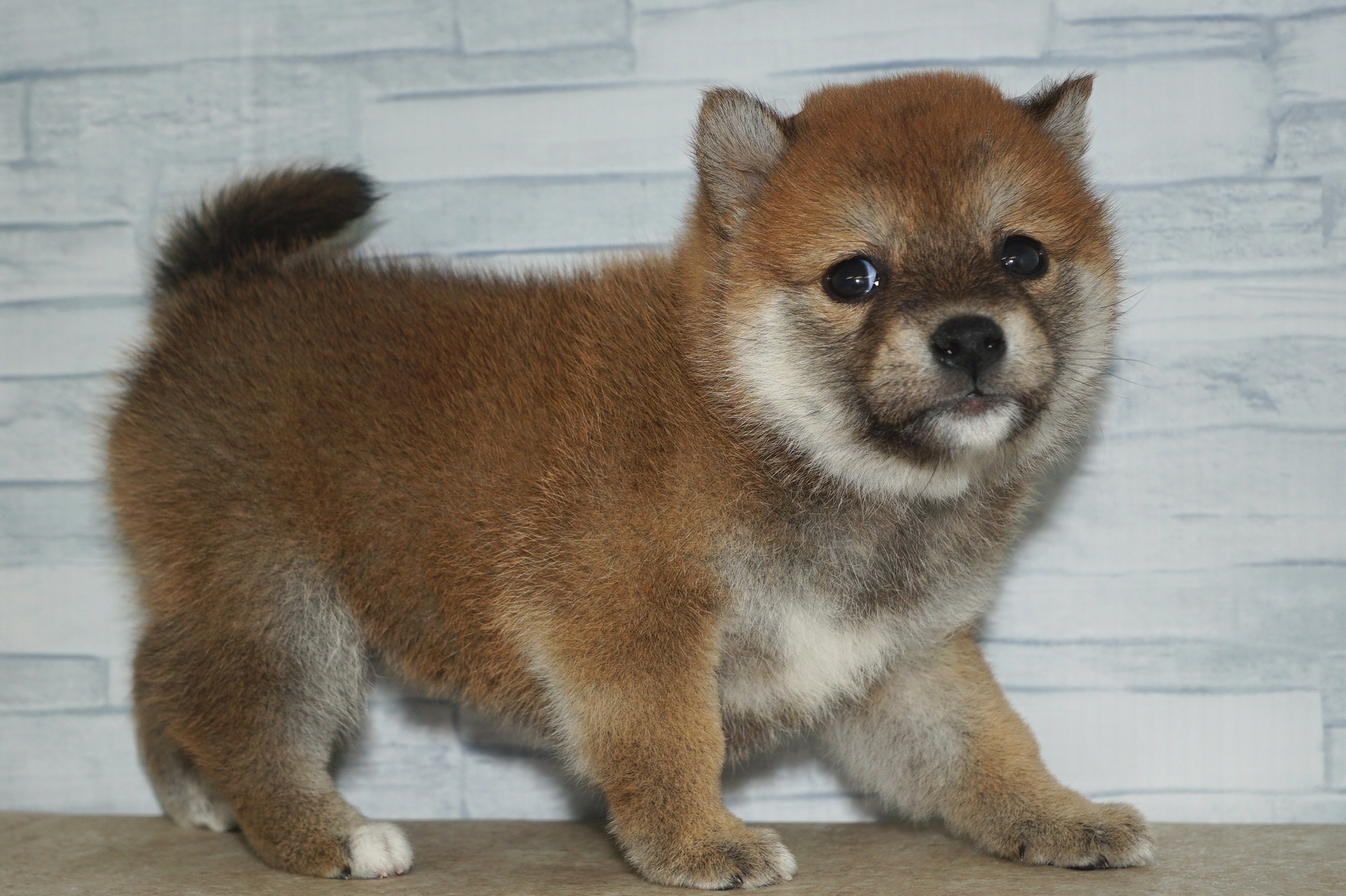 神奈川県の豆柴 (きくちペット湘南平塚店/2024年11月30日生まれ/女の子/赤)の子犬