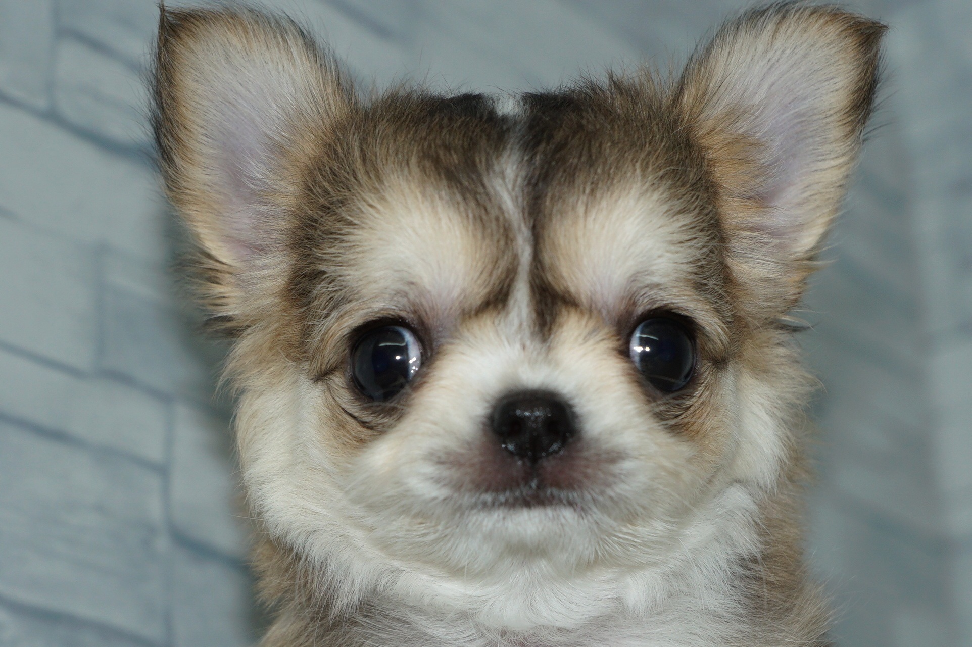 詳細 | 新入舎紹介 | きくちペット