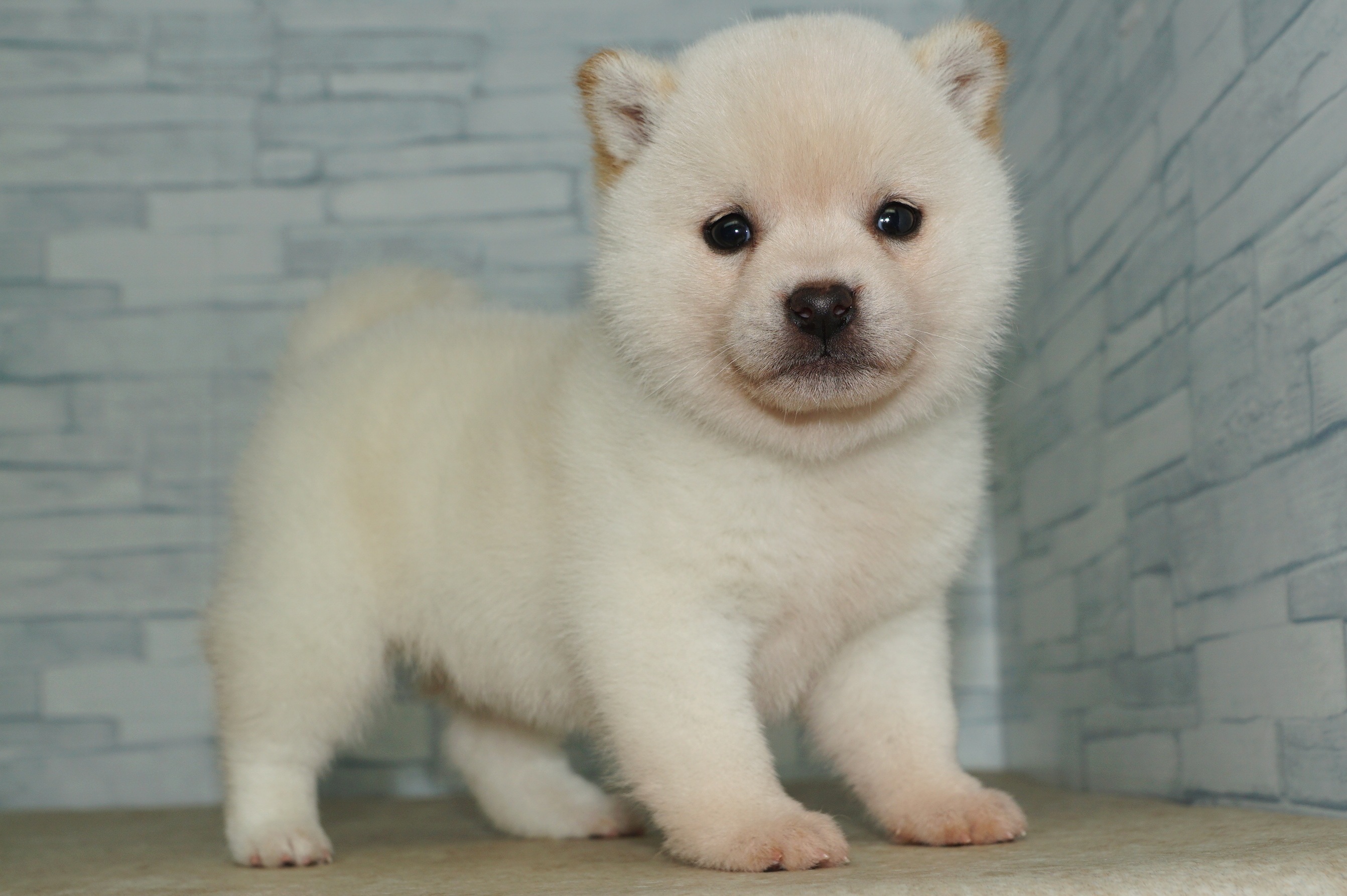 神奈川県の柴犬(標準サイズ) (きくちペット湘南平塚店/2024年12月21日生まれ/女の子/白)の子犬