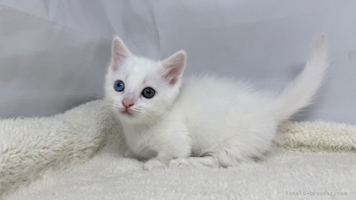 神奈川県のマンチカン (きくちペット南足柄本店/2025年1月1日生まれ/男の子/ホワイト)の子猫