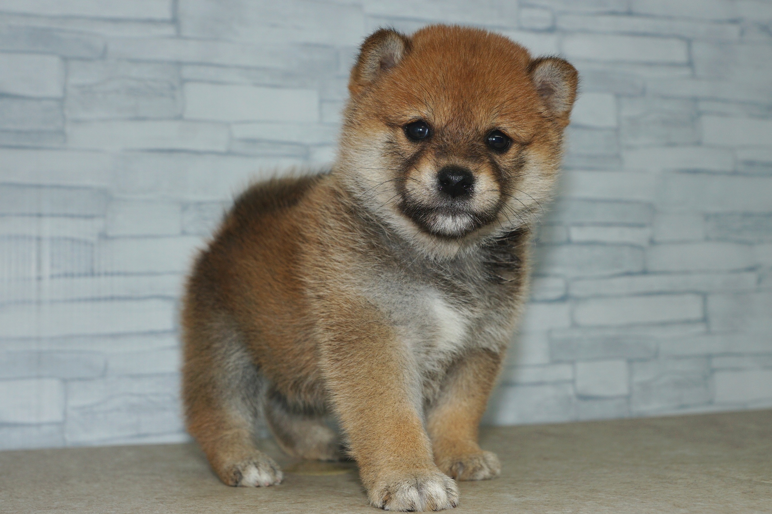 神奈川県の柴犬(標準サイズ) (きくちペット湘南平塚店/2025年3月7日生まれ/女の子/赤)の子犬