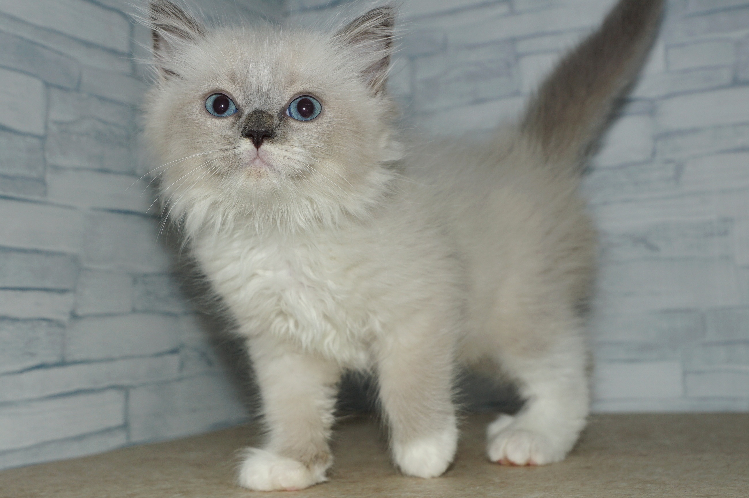 神奈川県のハーフ猫・ミックス猫 (きくちペット南足柄本店/2025年4月1日生まれ/男の子/ブルーポイントミテッド)の子猫
