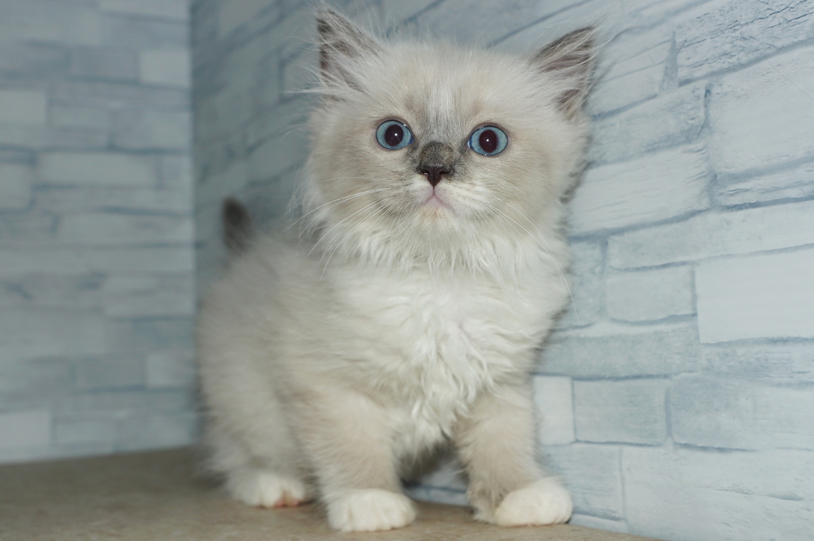 神奈川県のハーフ猫・ミックス猫 (きくちペット湘南平塚店/2025年4月1日生まれ/男の子/ブルーポイントミテッド)の子猫の3枚目の画像