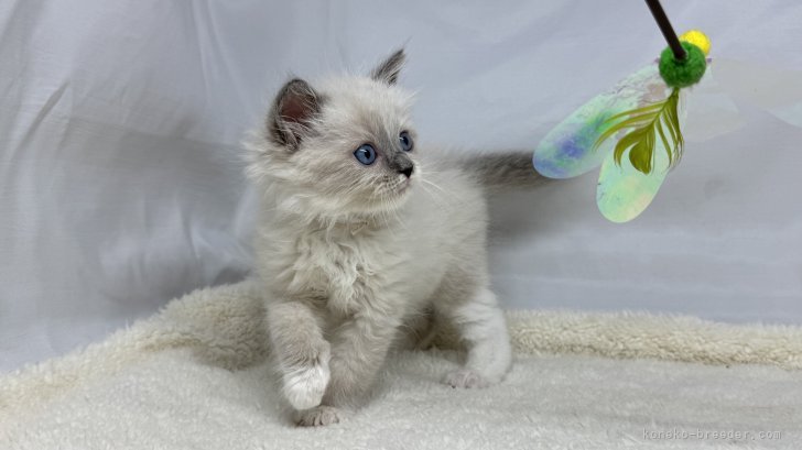 神奈川県のハーフ猫・ミックス猫 (きくちペット南足柄本店/2025年4月1日生まれ/男の子/ブルーポイントミテッド)の子猫
