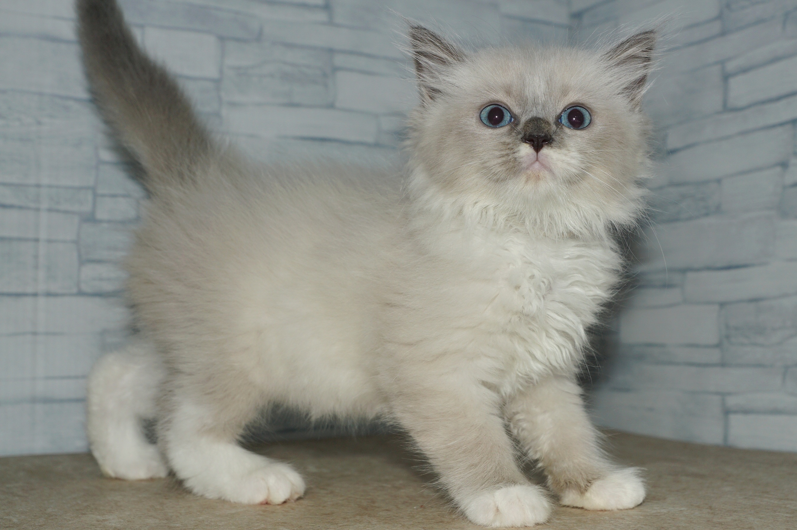 神奈川県のハーフ猫・ミックス猫 (きくちペット湘南平塚店/2025年4月1日生まれ/男の子/ブルーポイントミテッド)の子猫の2枚目の画像