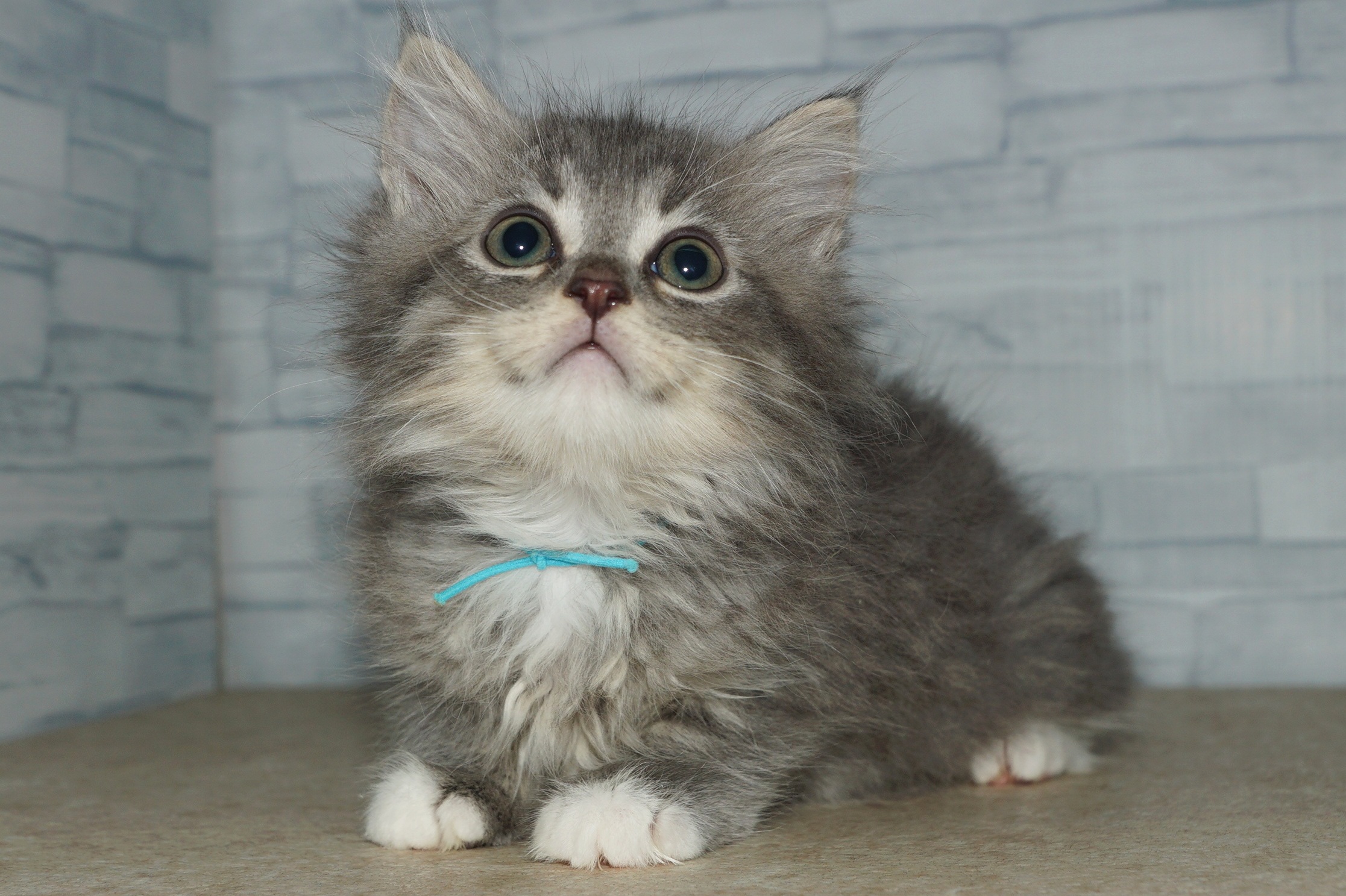 神奈川県のハーフ猫・ミックス猫 (きくちペット南足柄本店/2025年4月1日生まれ/女の子/ブルータビーホワイト)の子猫