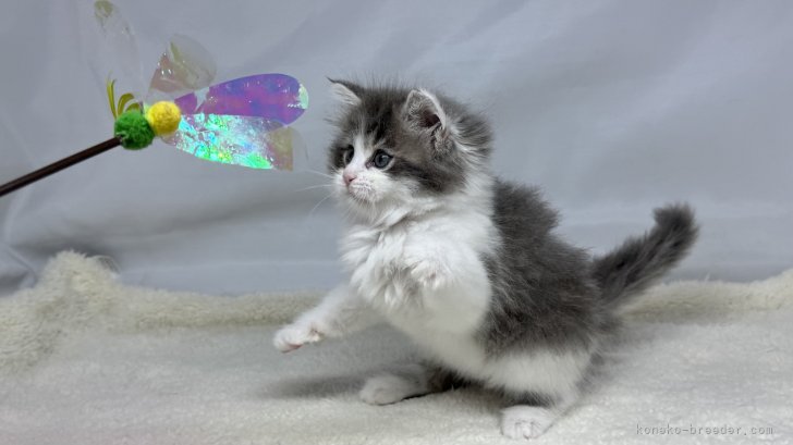 神奈川県のハーフ猫・ミックス猫 (きくちペット南足柄本店/2025年4月1日生まれ/女の子/ブルーホワイト)の子猫