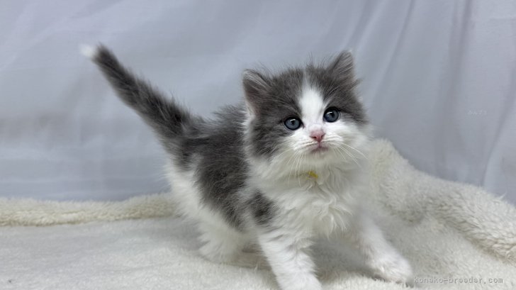神奈川県のハーフ猫・ミックス猫 (きくちペット南足柄本店/2025年4月1日生まれ/女の子/ブルーホワイト)の子猫
