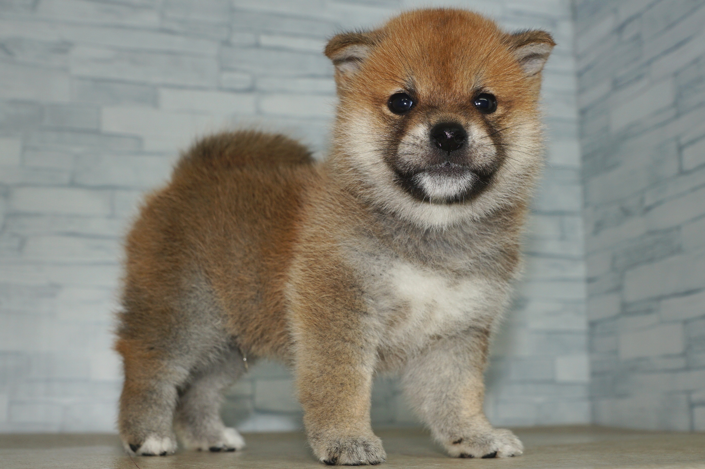神奈川県の柴犬(標準サイズ) (きくちペット湘南平塚店/2025年3月22日生まれ/男の子/赤)の子犬