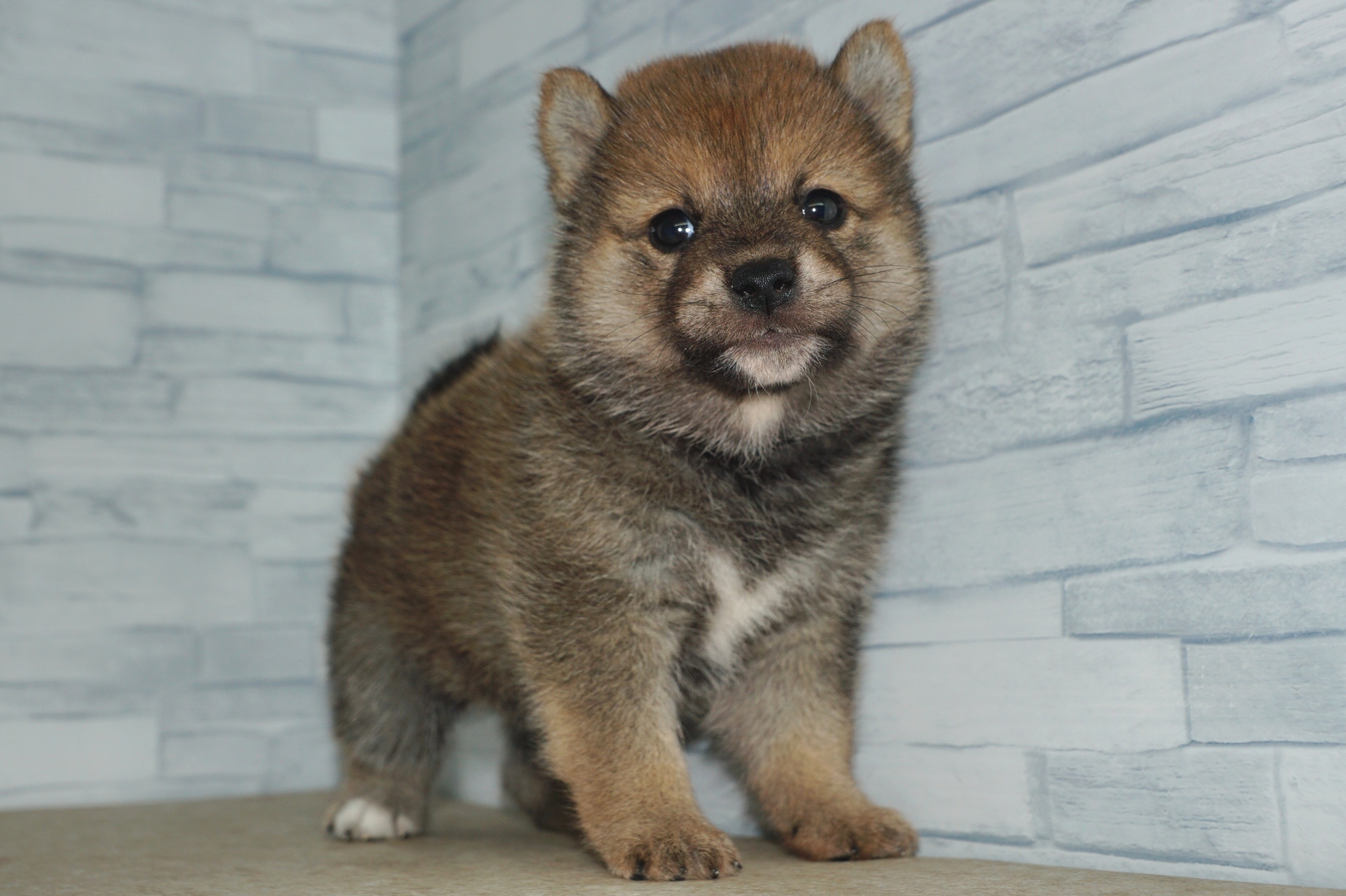神奈川県の柴犬(標準サイズ) (きくちペット湘南平塚店/2025年4月20日生まれ/女の子/赤)の子犬