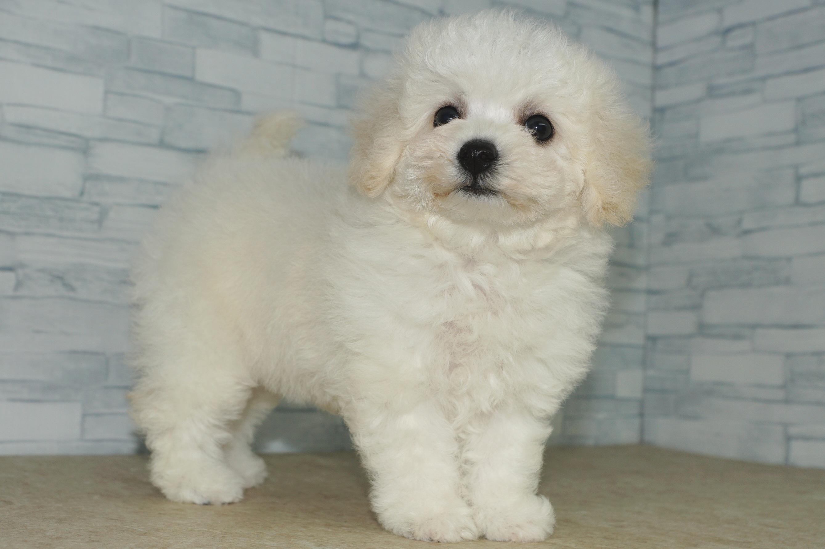神奈川県のその他の仔犬 (きくちペット湘南平塚店/2025年4月18日生まれ/女の子/ホワイト)の子犬の3枚目の画像