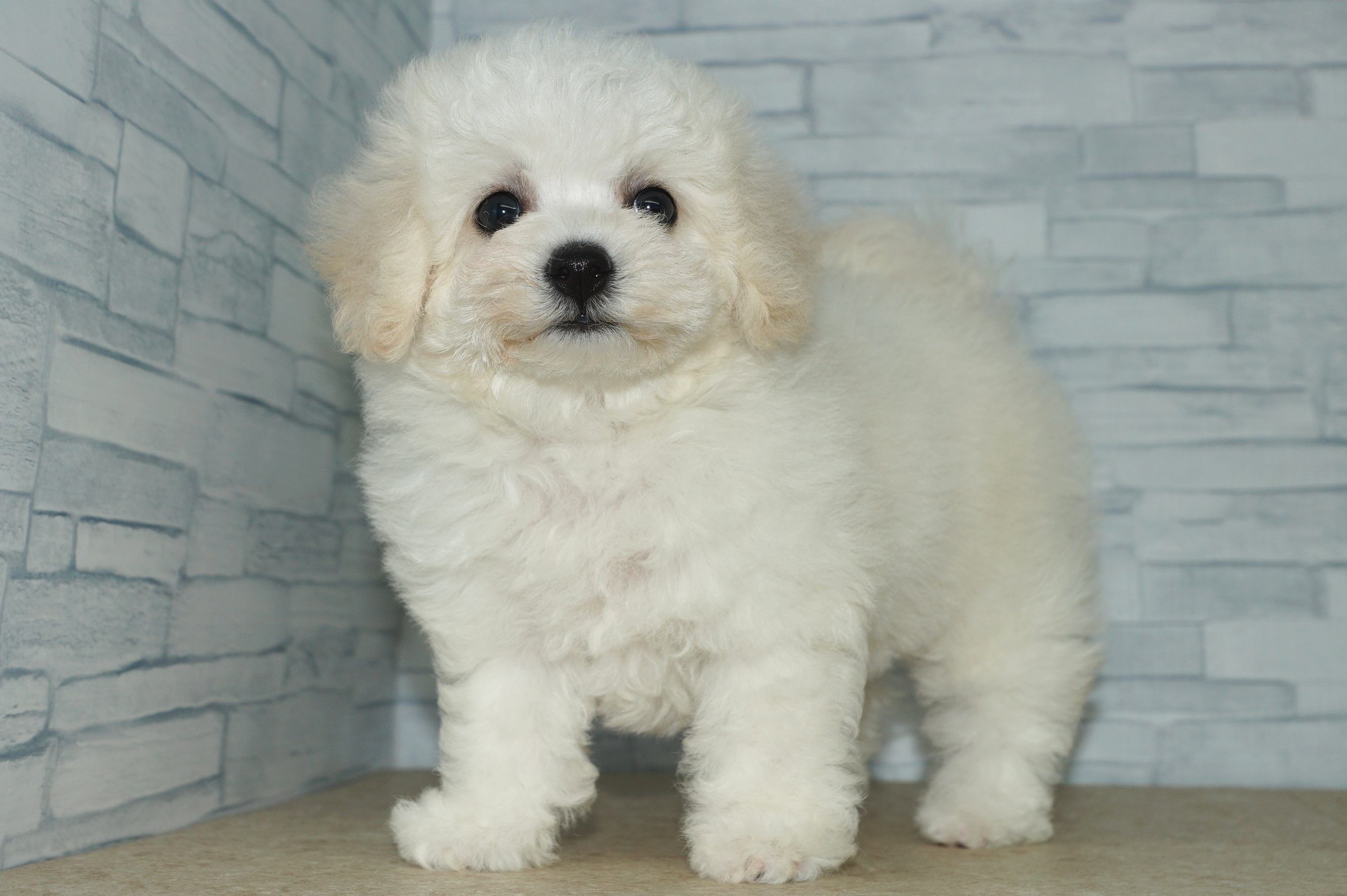 神奈川県のその他の仔犬 (きくちペット湘南平塚店/2025年4月18日生まれ/女の子/ホワイト)の子犬の2枚目の画像