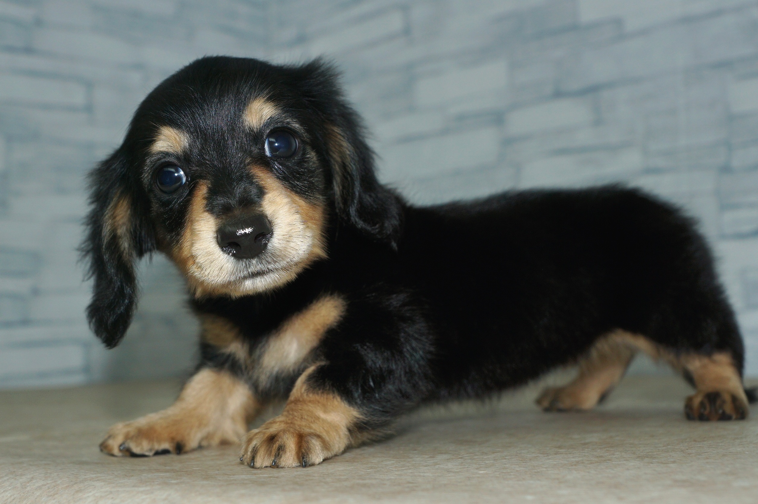 神奈川県のその他の仔犬 (きくちペット湘南平塚店/2025年5月3日生まれ/女の子/ブラックタン)の子犬