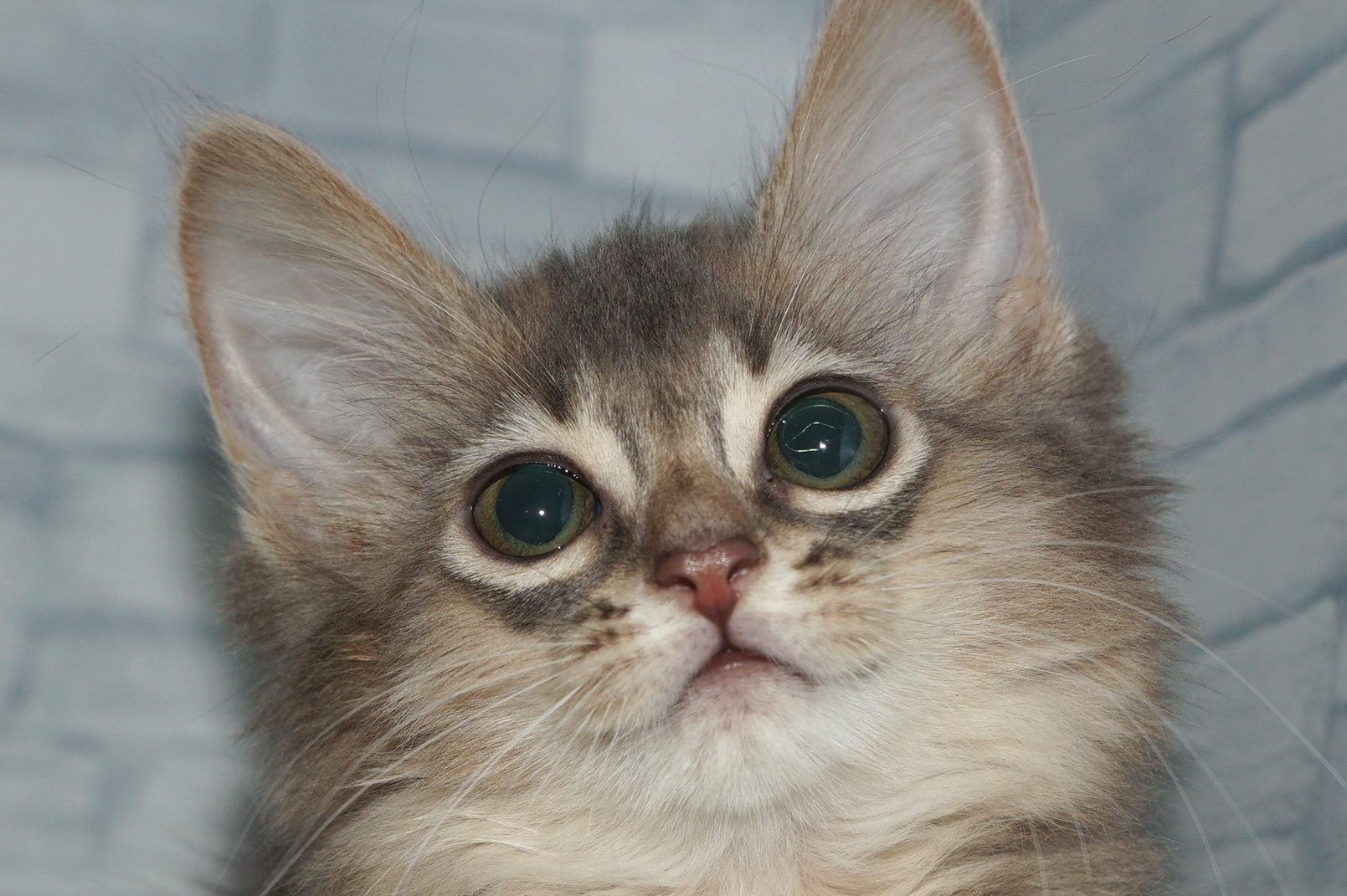 神奈川県のソマリ (きくちペット湘南平塚店/2025年5月10日生まれ/男の子/ブルー)の子猫の1枚目の画像