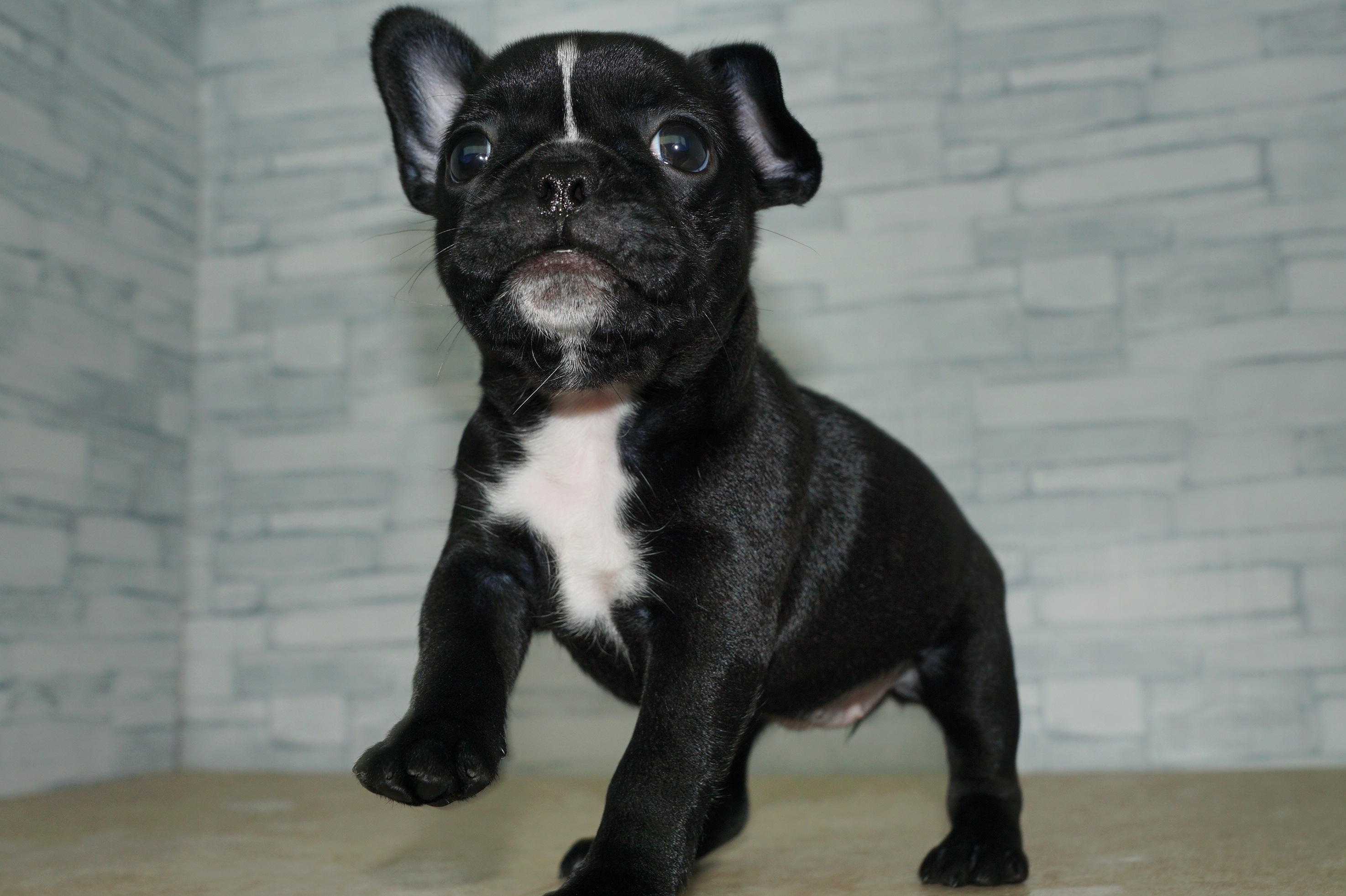 神奈川県のハーフ犬・ミックス犬 (きくちペット湘南平塚店/2025年5月17日生まれ/女の子/ブリンドルホワイト)の子犬の4枚目の画像