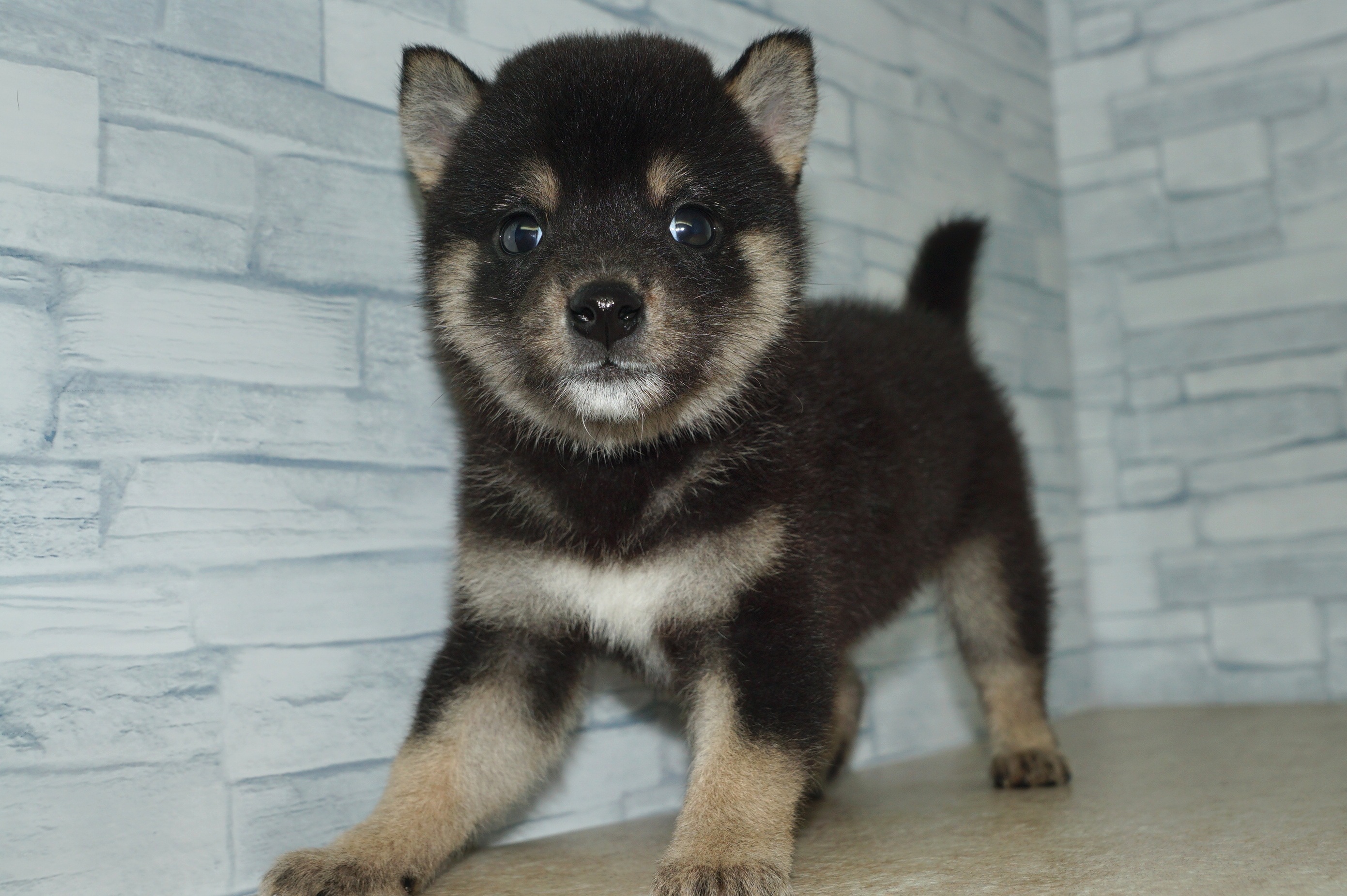 神奈川県の柴犬(標準サイズ) (きくちペット湘南平塚店/2025年5月15日生まれ/男の子/黒)の子犬の2枚目の画像
