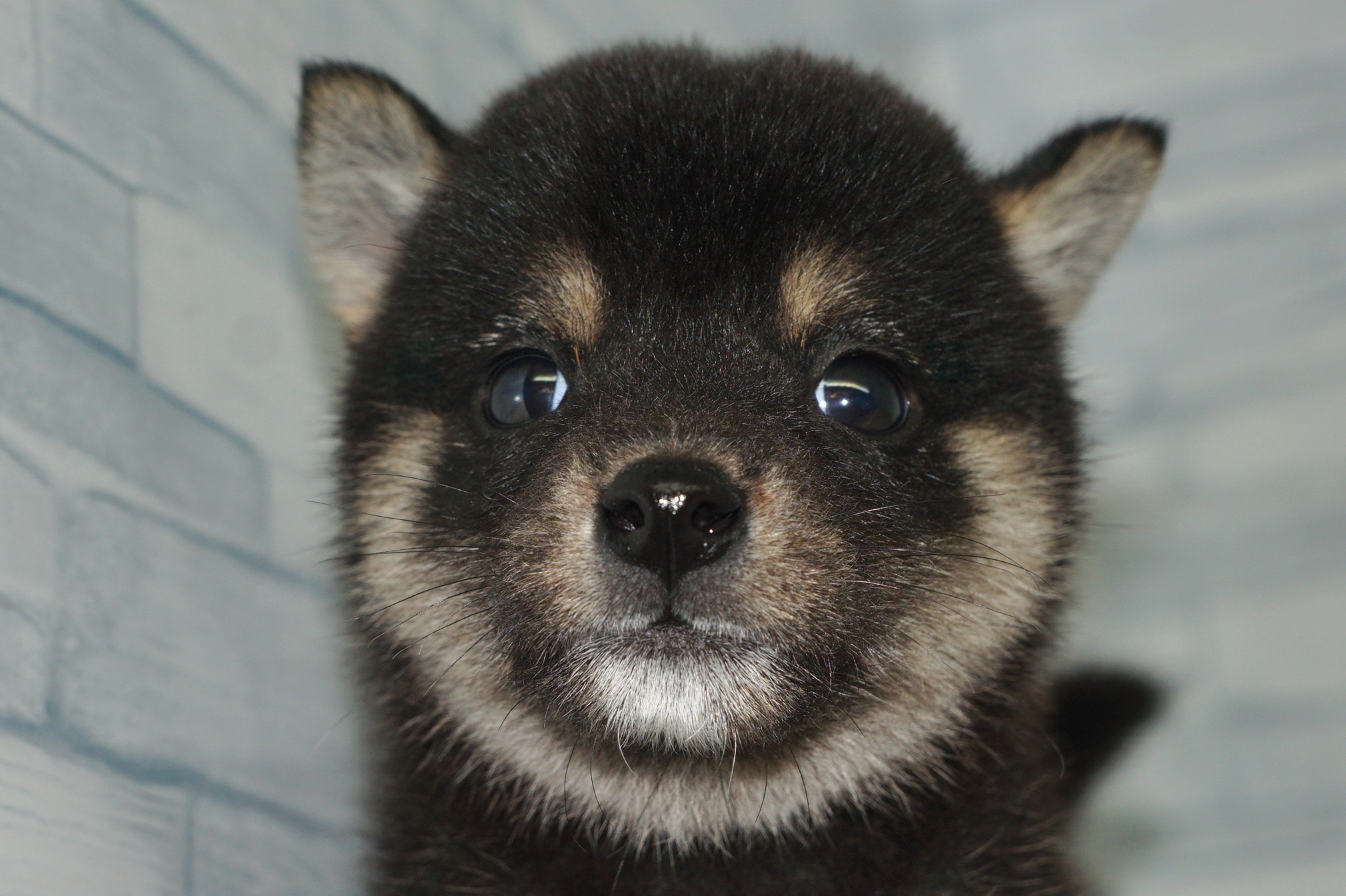 神奈川県の柴犬(標準サイズ) (きくちペット湘南平塚店/2025年5月15日生まれ/男の子/黒)の子犬の1枚目の画像