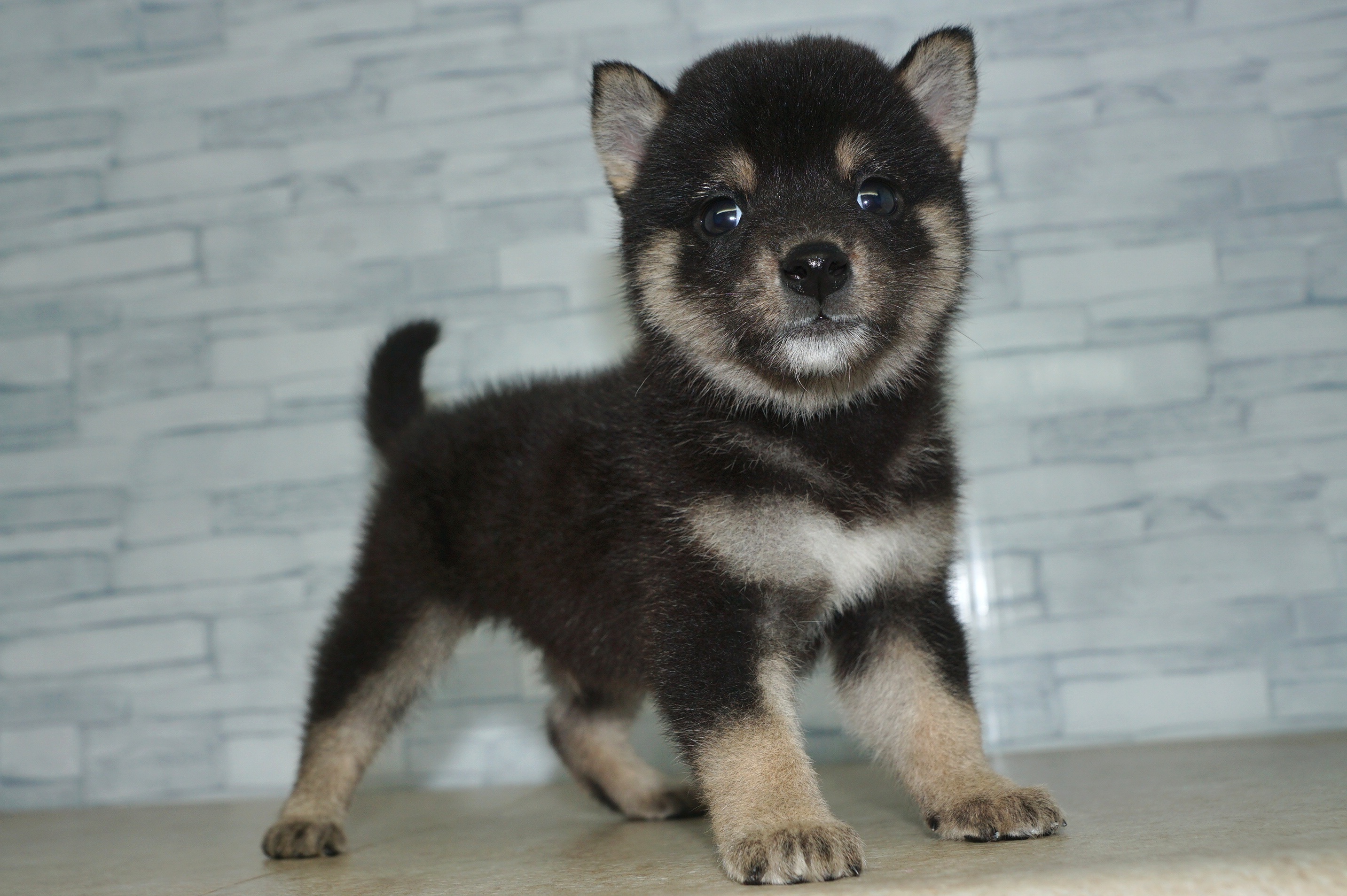 神奈川県の柴犬(標準サイズ) (きくちペット湘南平塚店/2025年5月15日生まれ/男の子/黒)の子犬の4枚目の画像