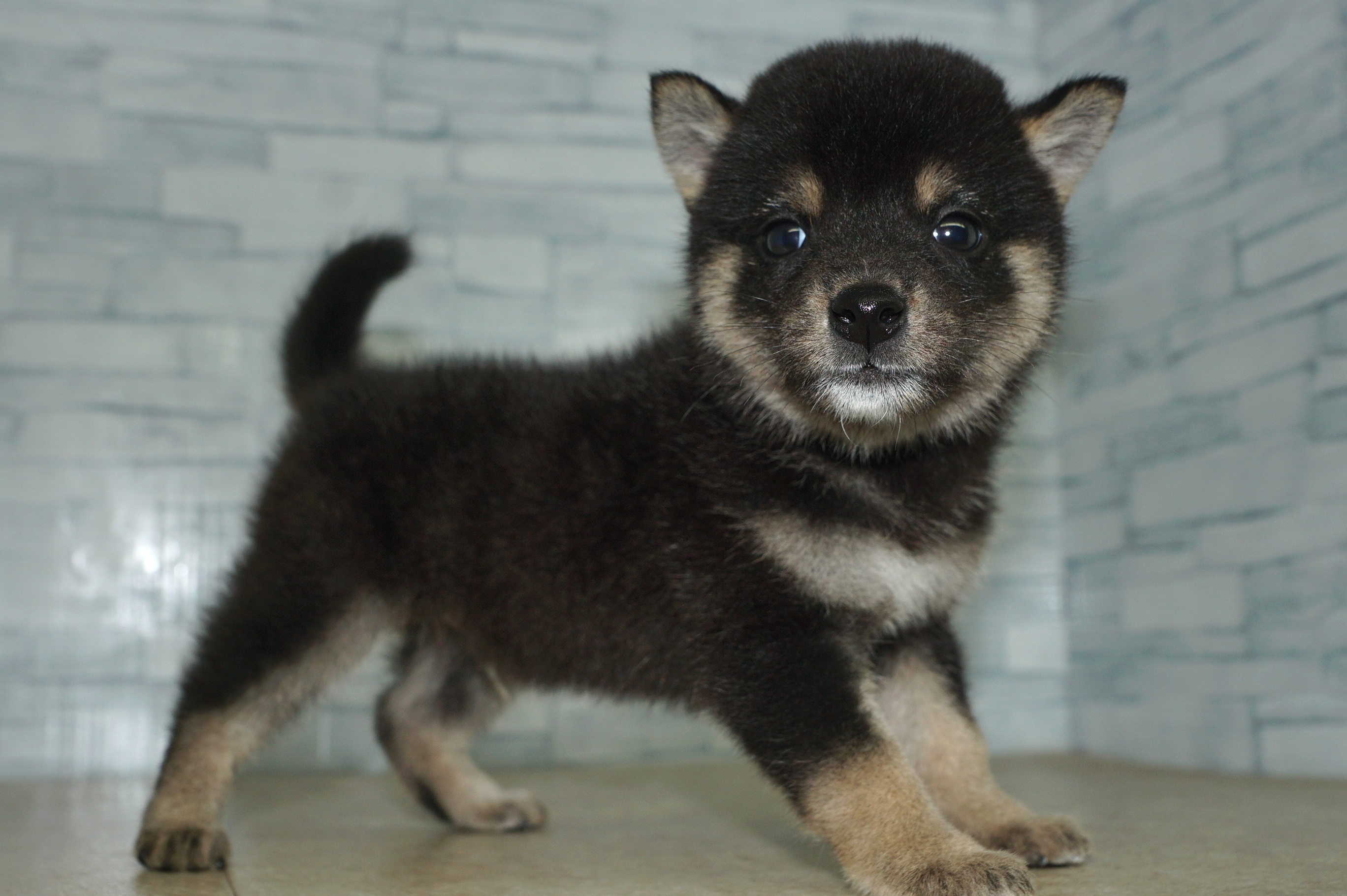 神奈川県の柴犬(標準サイズ) (きくちペット湘南平塚店/2025年5月15日生まれ/男の子/黒)の子犬の3枚目の画像