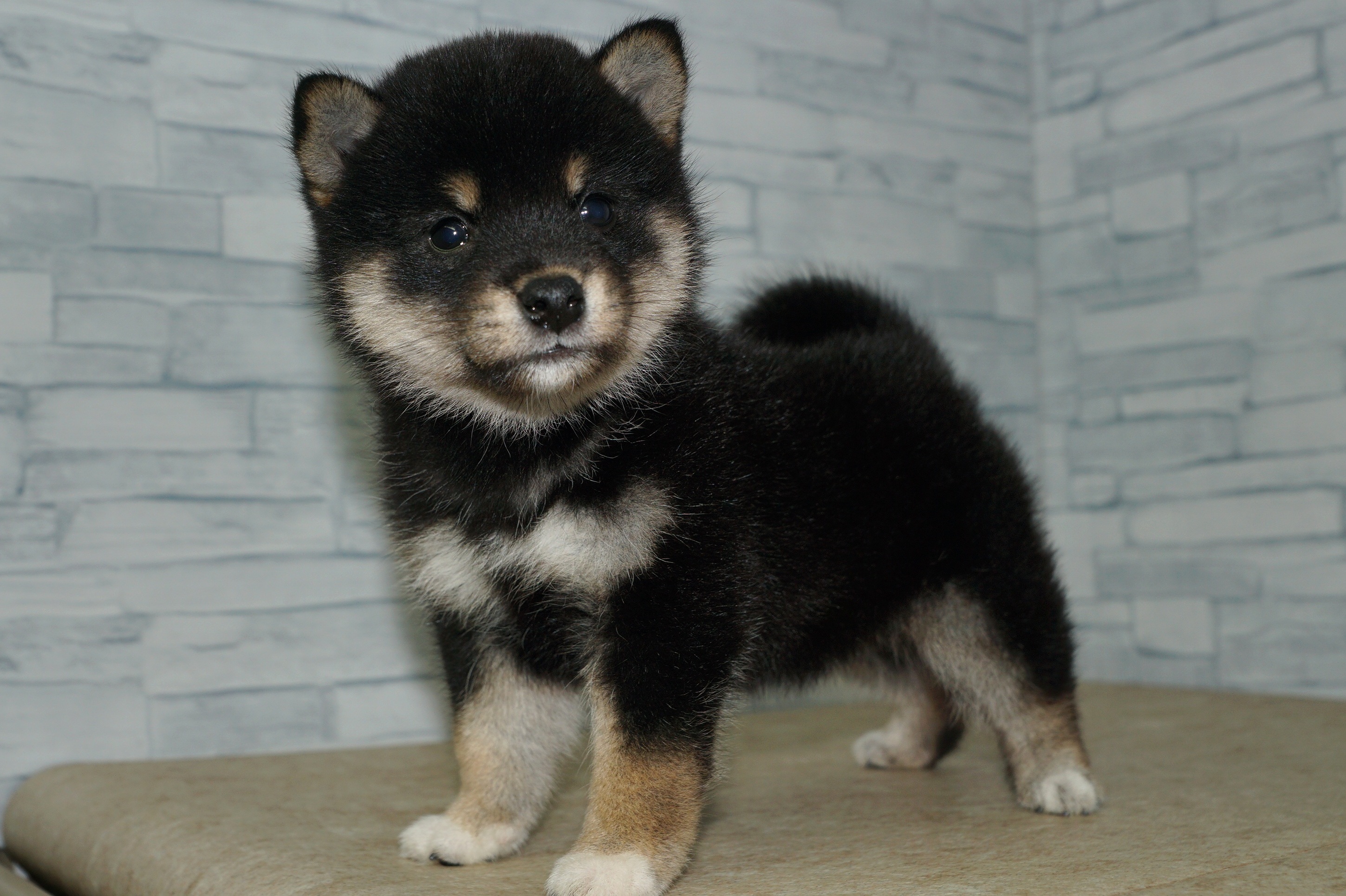神奈川県の柴犬(標準サイズ) (きくちペット湘南平塚店/2025年5月27日生まれ/女の子/黒)の子犬の3枚目の画像