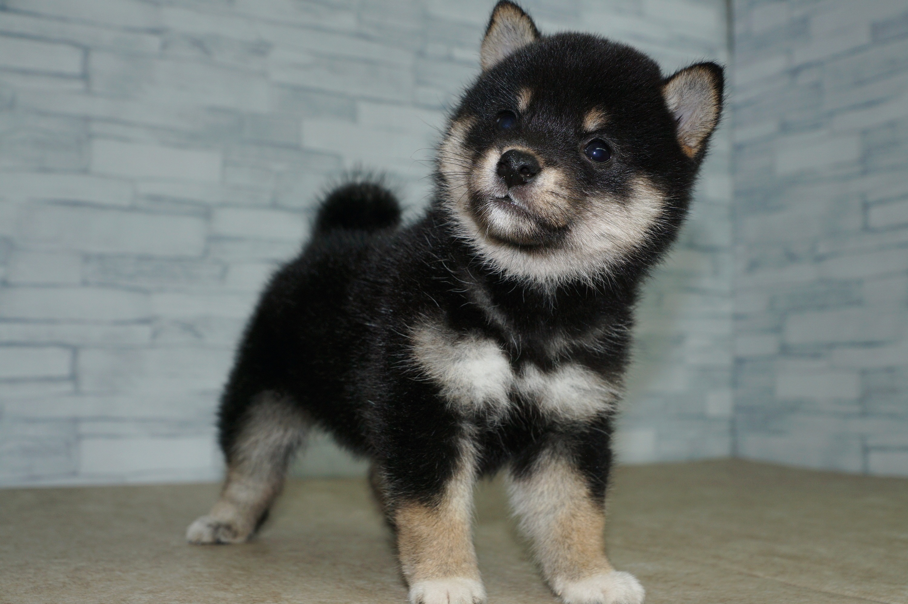 神奈川県の柴犬(標準サイズ) (きくちペット湘南平塚店/2025年5月27日生まれ/女の子/黒)の子犬の2枚目の画像
