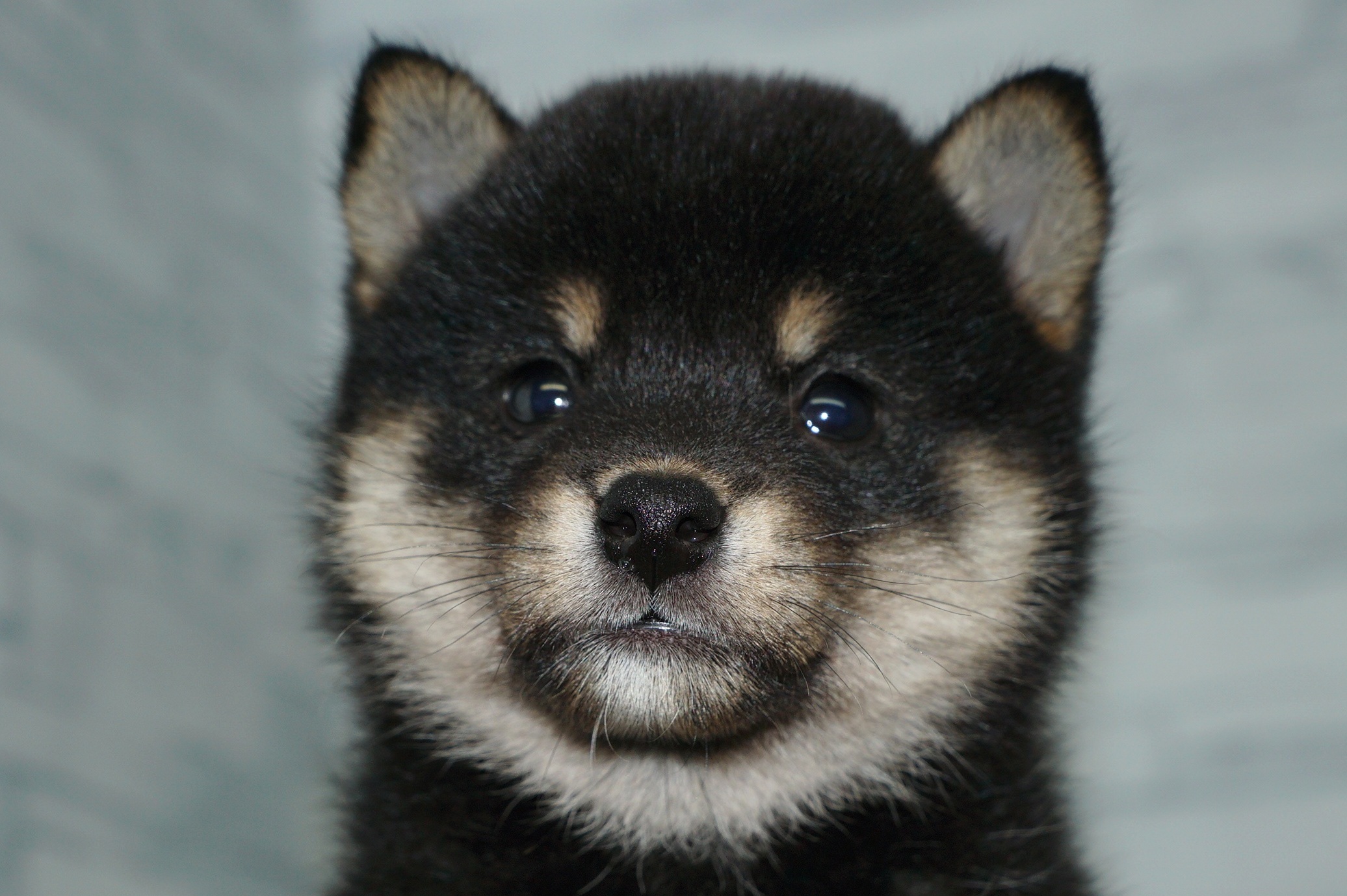 神奈川県の柴犬(標準サイズ) (きくちペット湘南平塚店/2025年5月27日生まれ/女の子/黒)の子犬の1枚目の画像