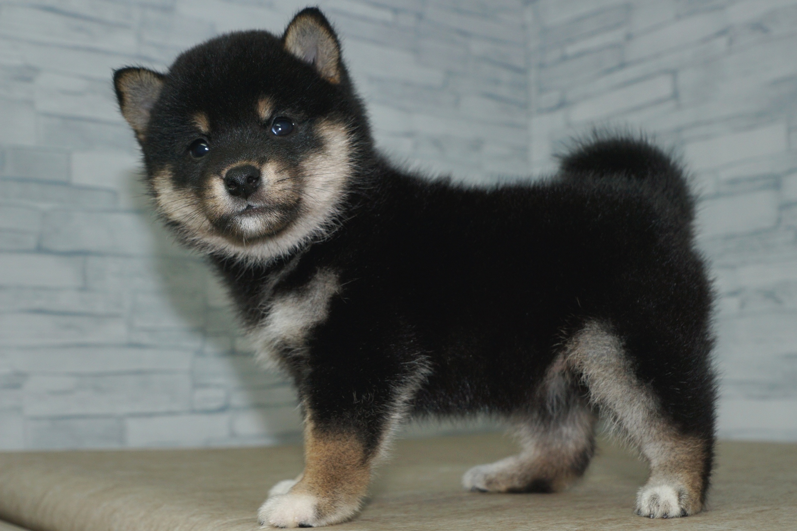 神奈川県の柴犬(標準サイズ) (きくちペット湘南平塚店/2025年5月27日生まれ/女の子/黒)の子犬の4枚目の画像
