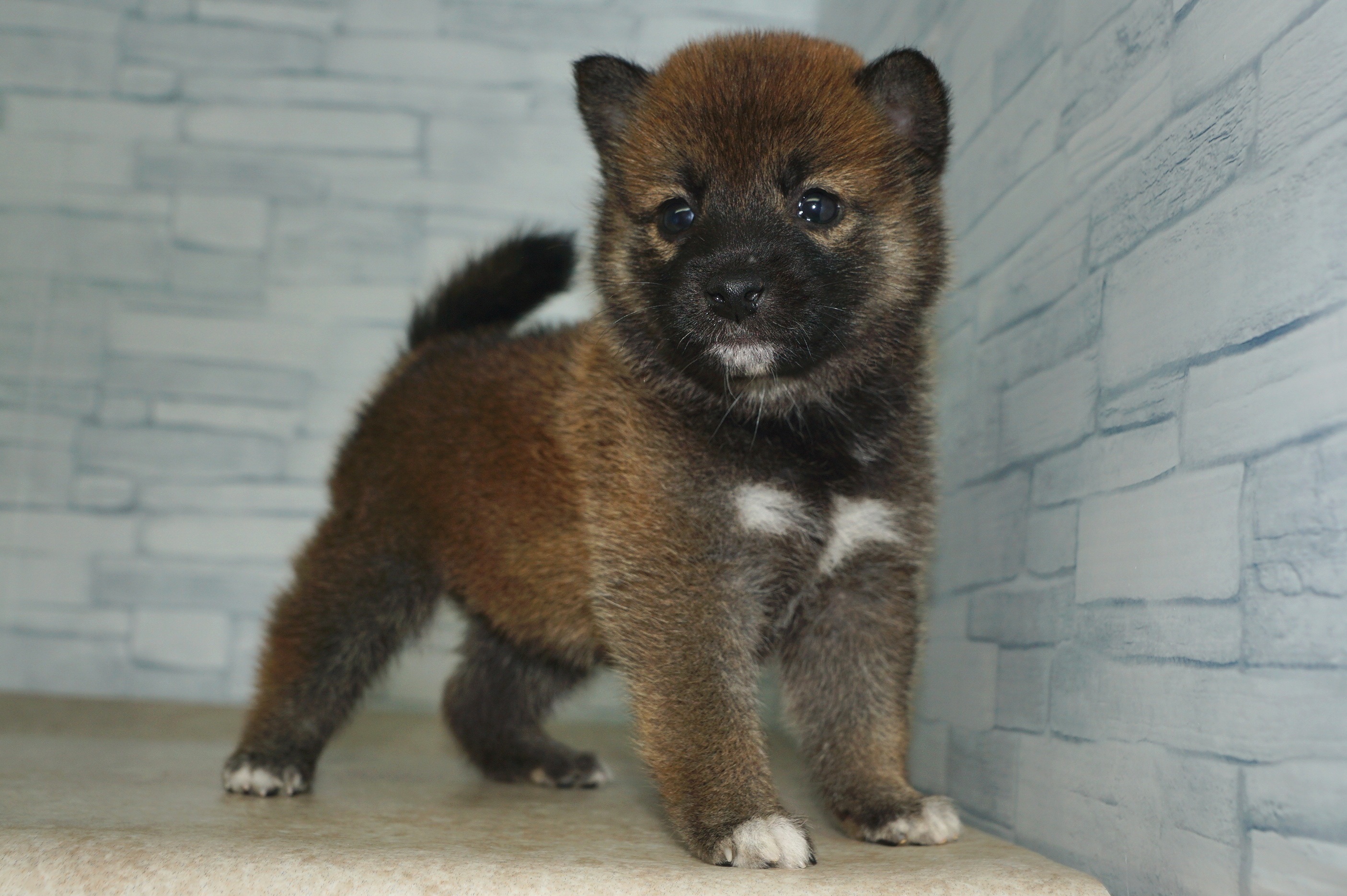 神奈川県の柴犬(標準サイズ) (きくちペット湘南平塚店/2025年5月31日生まれ/女の子/赤)の子犬の3枚目の画像