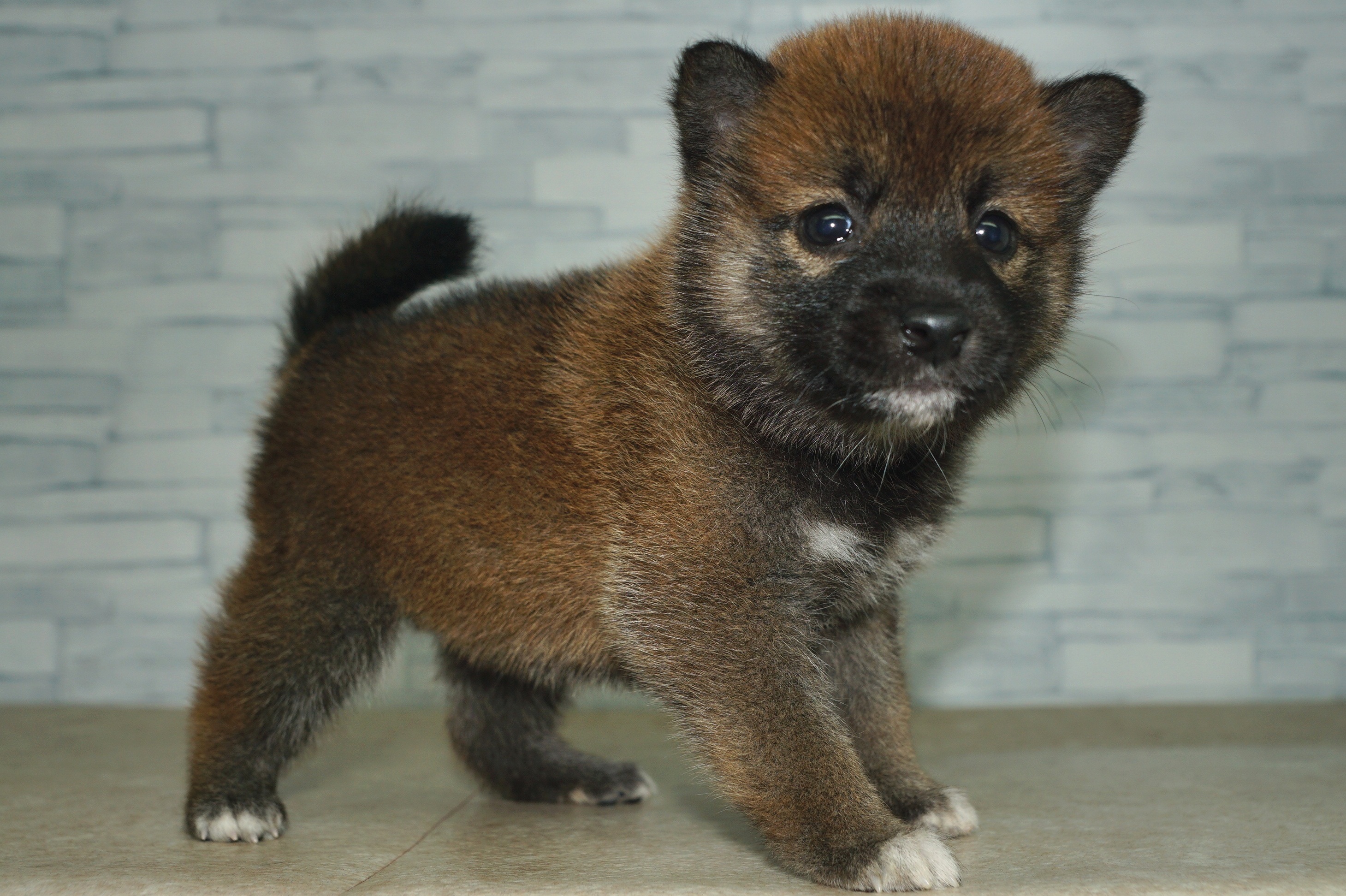 神奈川県の柴犬(標準サイズ) (きくちペット湘南平塚店/2025年5月31日生まれ/女の子/赤)の子犬の2枚目の画像