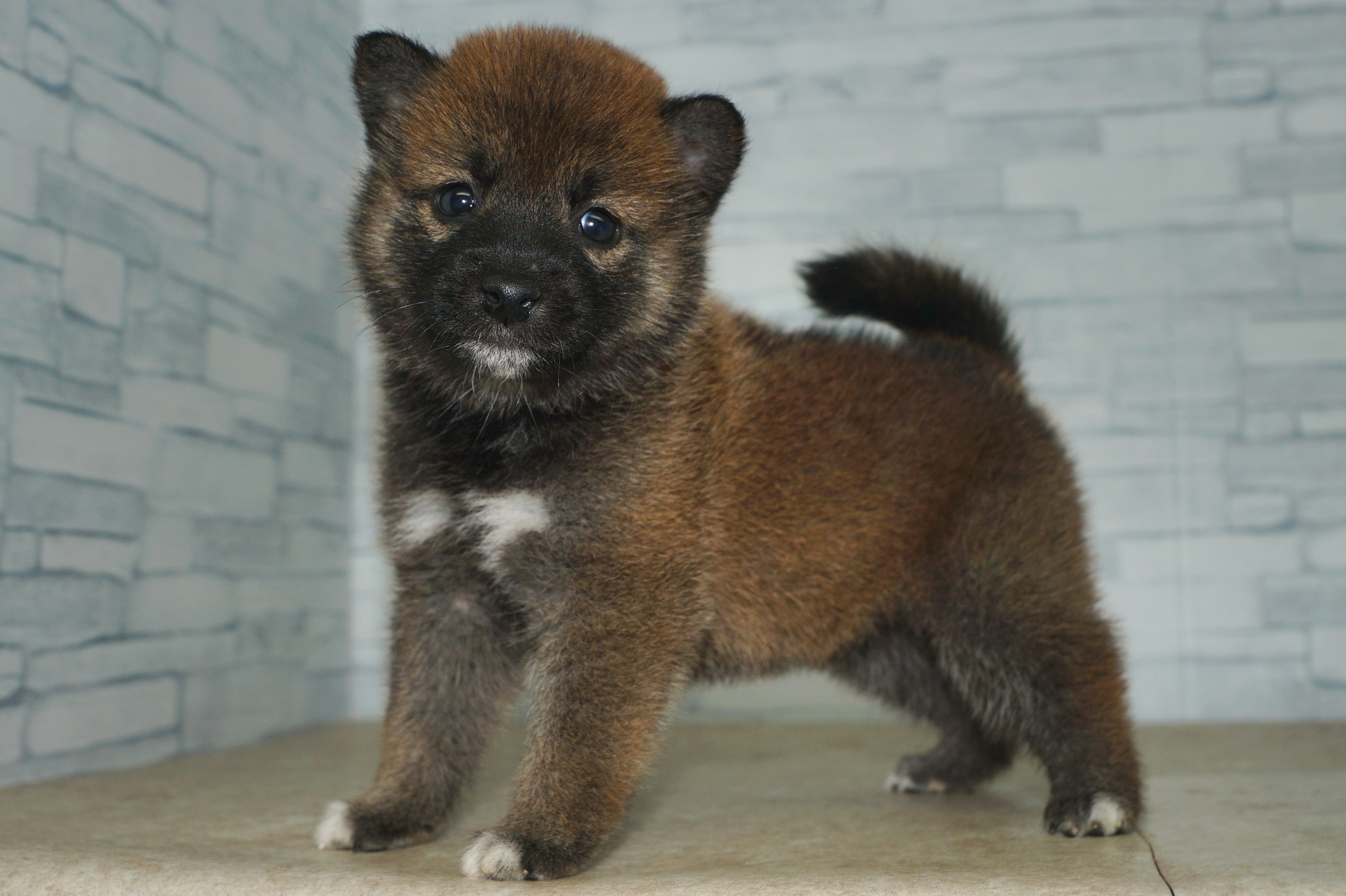 神奈川県の柴犬(標準サイズ) (きくちペット湘南平塚店/2025年5月31日生まれ/女の子/赤)の子犬の4枚目の画像