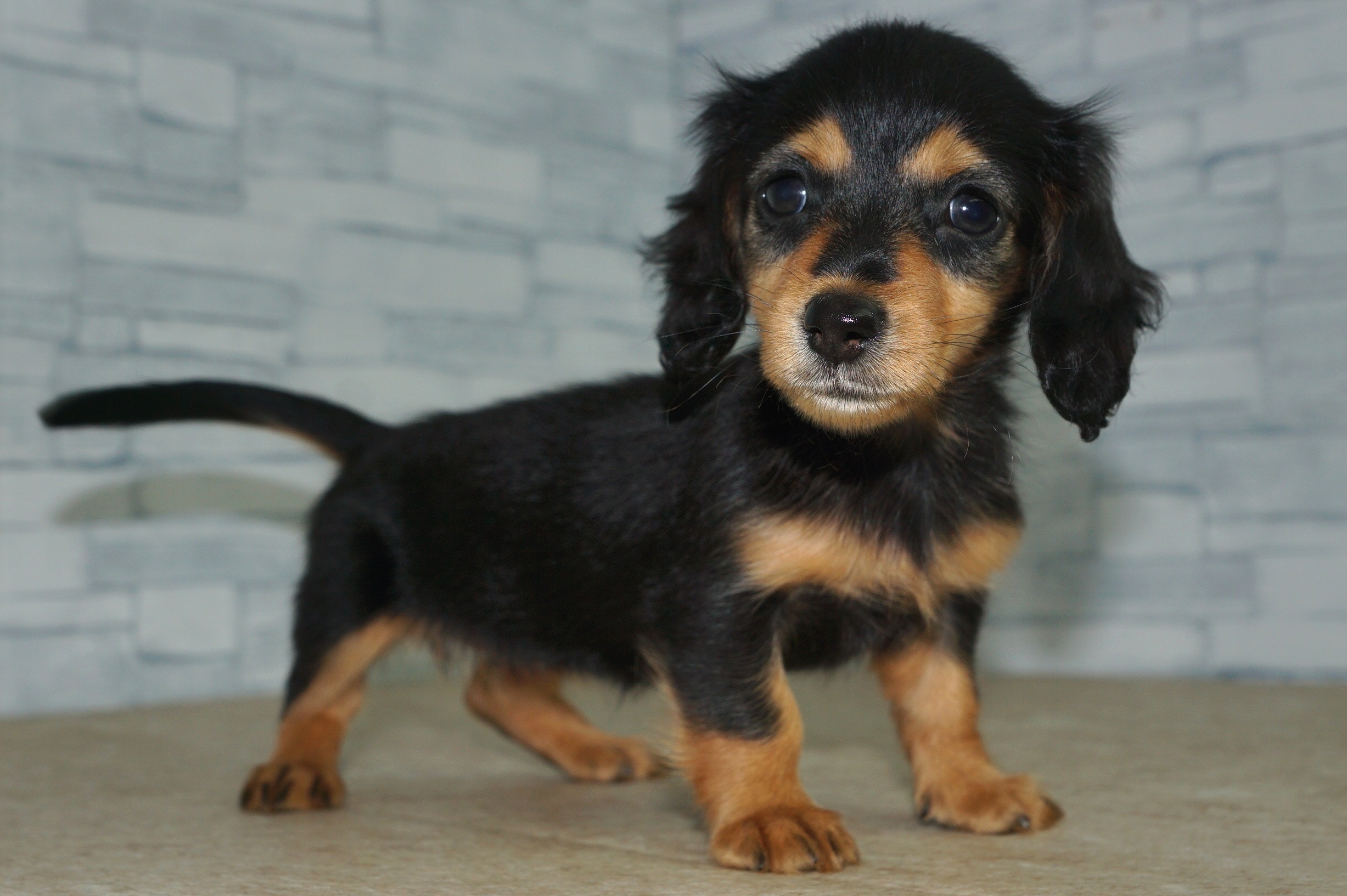 神奈川県のその他の仔犬 (きくちペット湘南平塚店/2025年6月21日生まれ/女の子/ブラックタン)の子犬の4枚目の画像