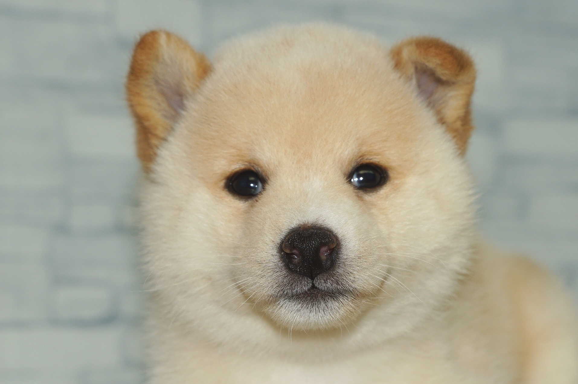 神奈川県の柴犬(標準サイズ) (きくちペット湘南平塚店/2025年6月20日生まれ/女の子/白)の子犬の1枚目の画像