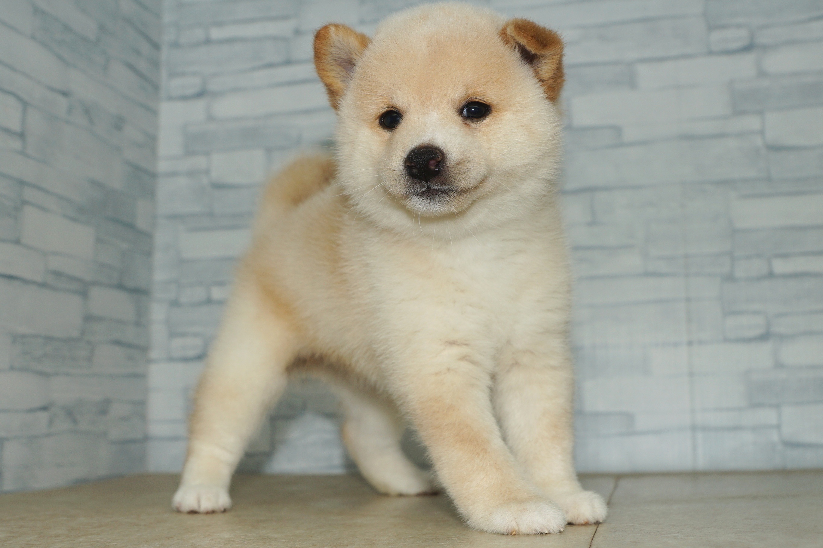 神奈川県の柴犬(標準サイズ) (きくちペット湘南平塚店/2025年6月20日生まれ/女の子/白)の子犬の3枚目の画像