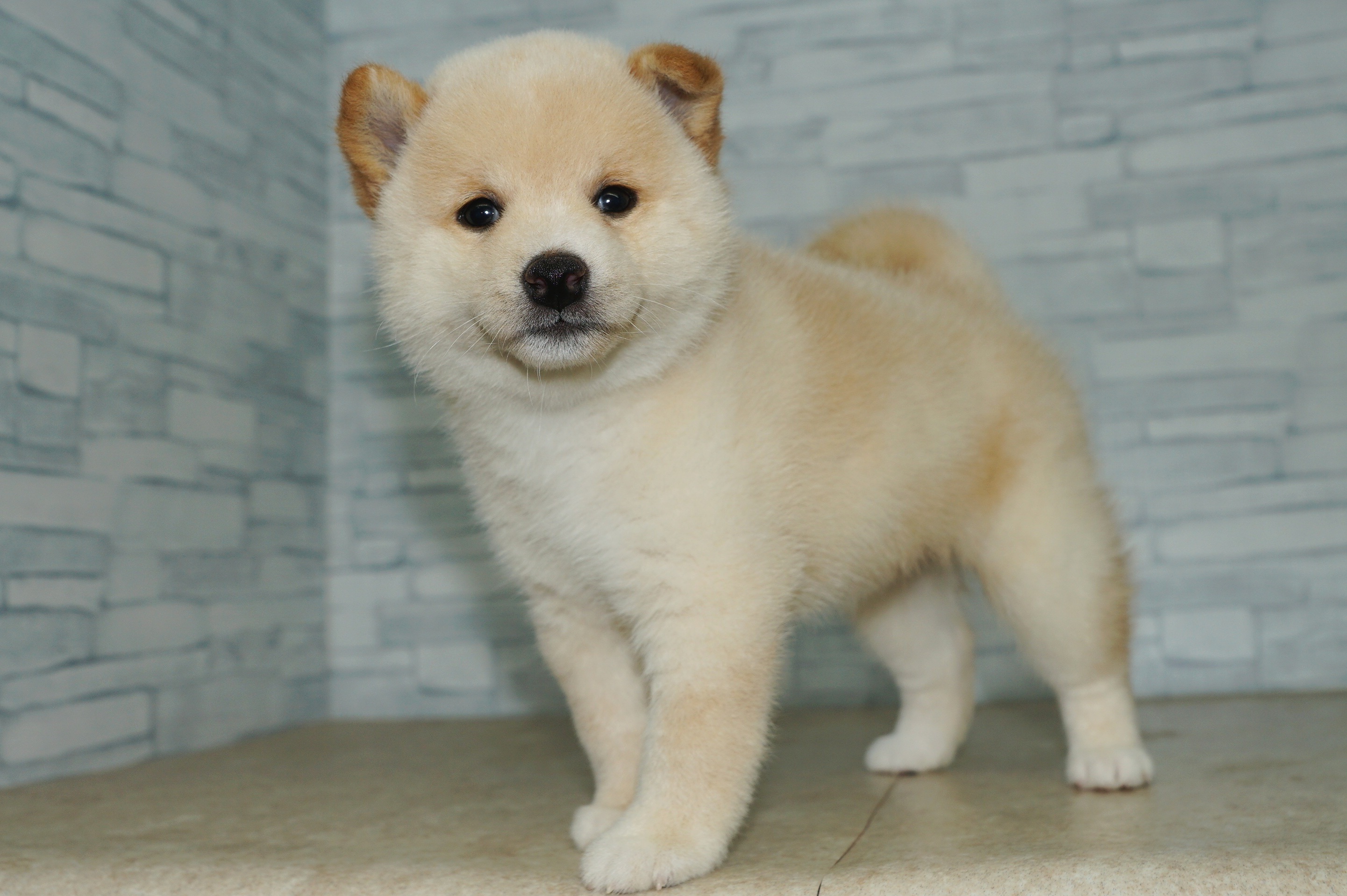 神奈川県の柴犬(標準サイズ) (きくちペット湘南平塚店/2025年6月20日生まれ/女の子/白)の子犬の4枚目の画像