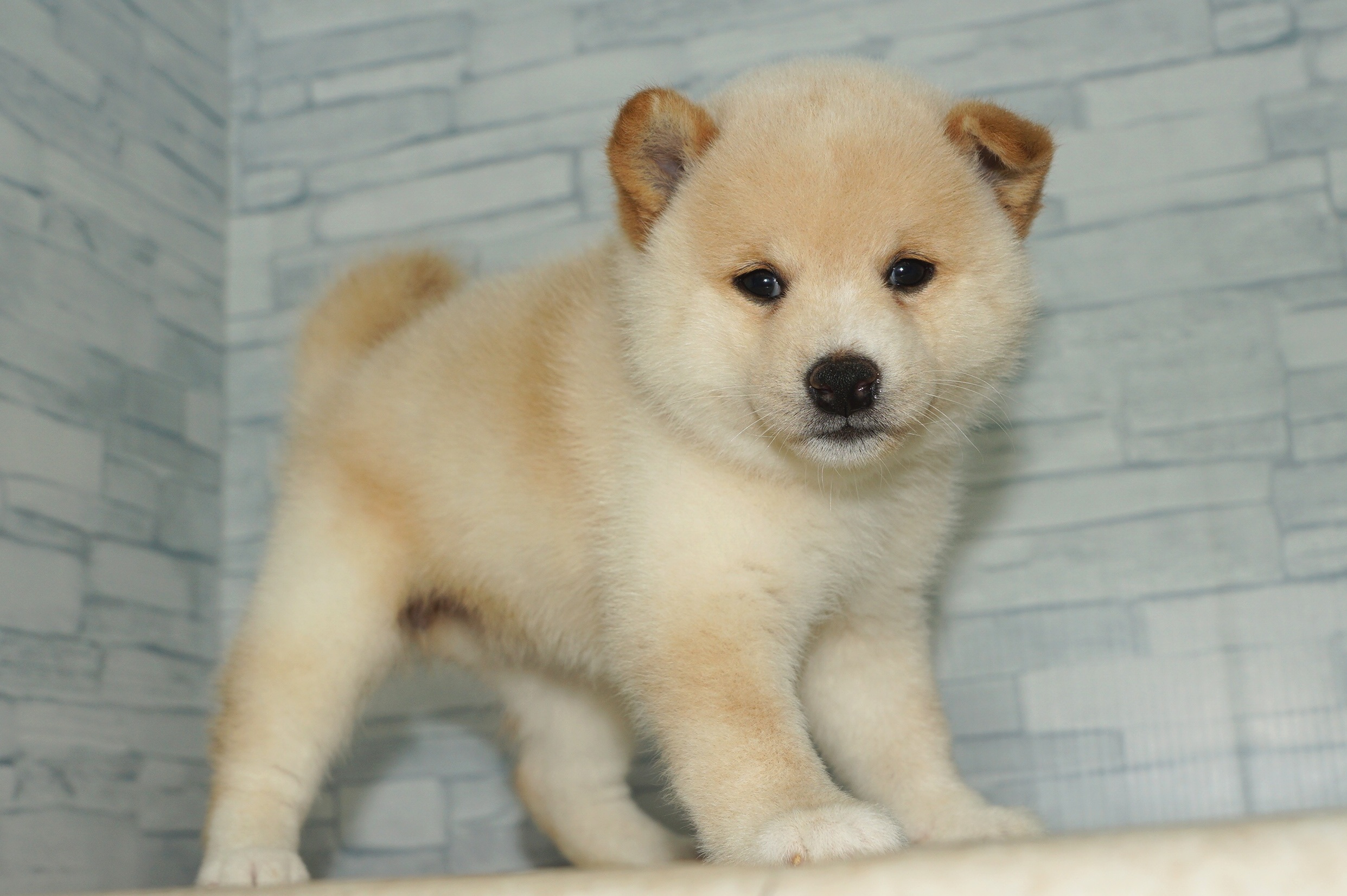 神奈川県の柴犬(標準サイズ) (きくちペット湘南平塚店/2025年6月20日生まれ/女の子/白)の子犬の2枚目の画像
