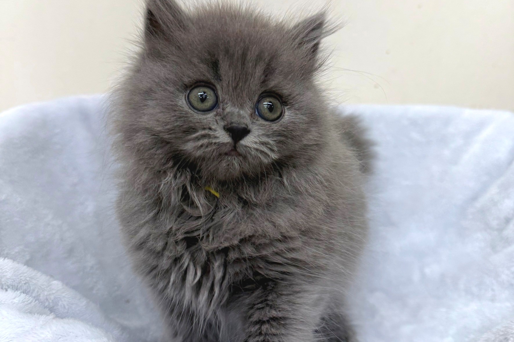 神奈川県のその他の仔ねこ (きくちペット南足柄本店/2025年6月20日生まれ/男の子/ブルー)の子猫の4枚目の画像