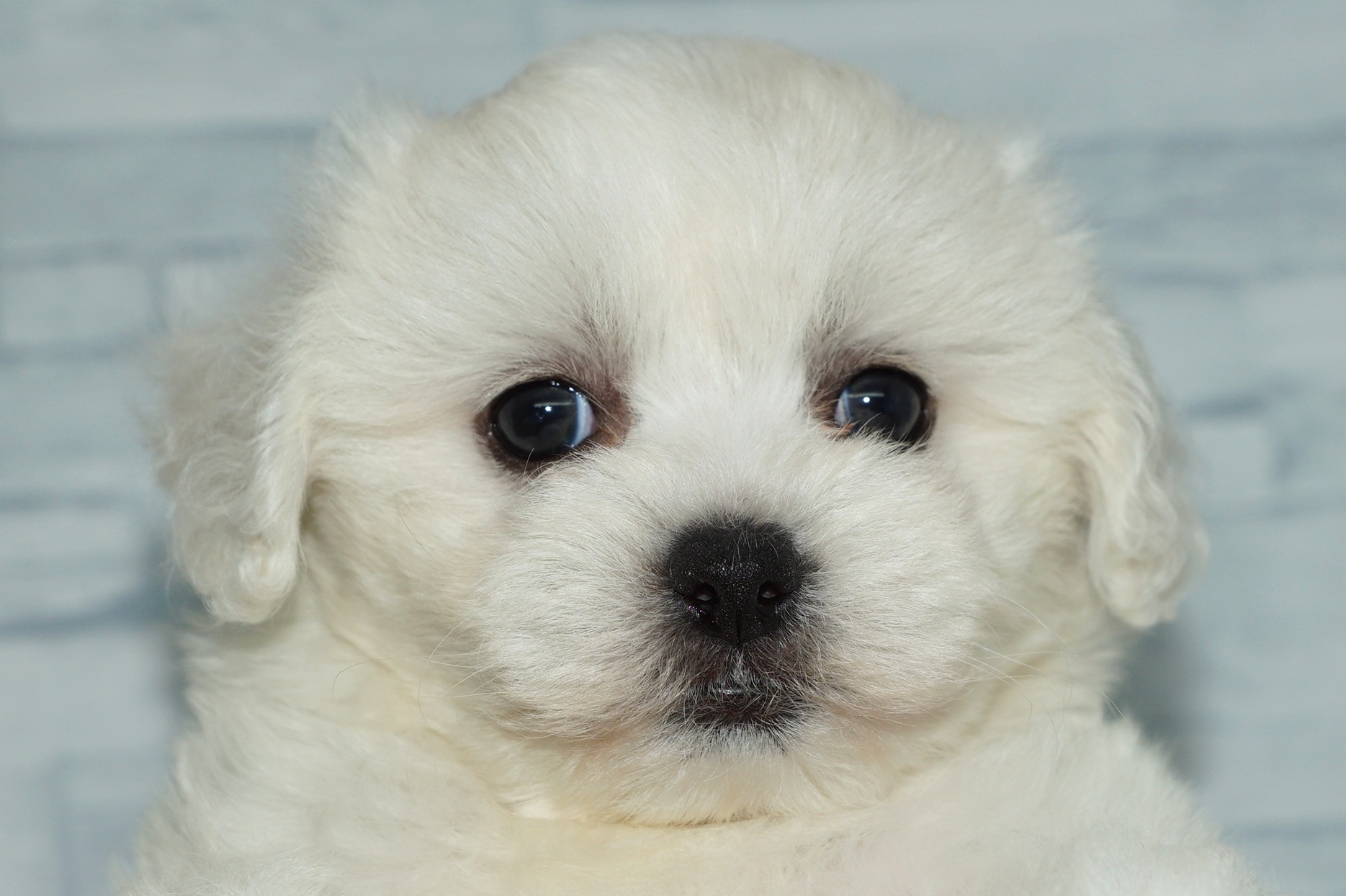神奈川県のその他の仔犬 (きくちペット湘南平塚店/2025年6月21日生まれ/女の子/ホワイト)の子犬の1枚目の画像