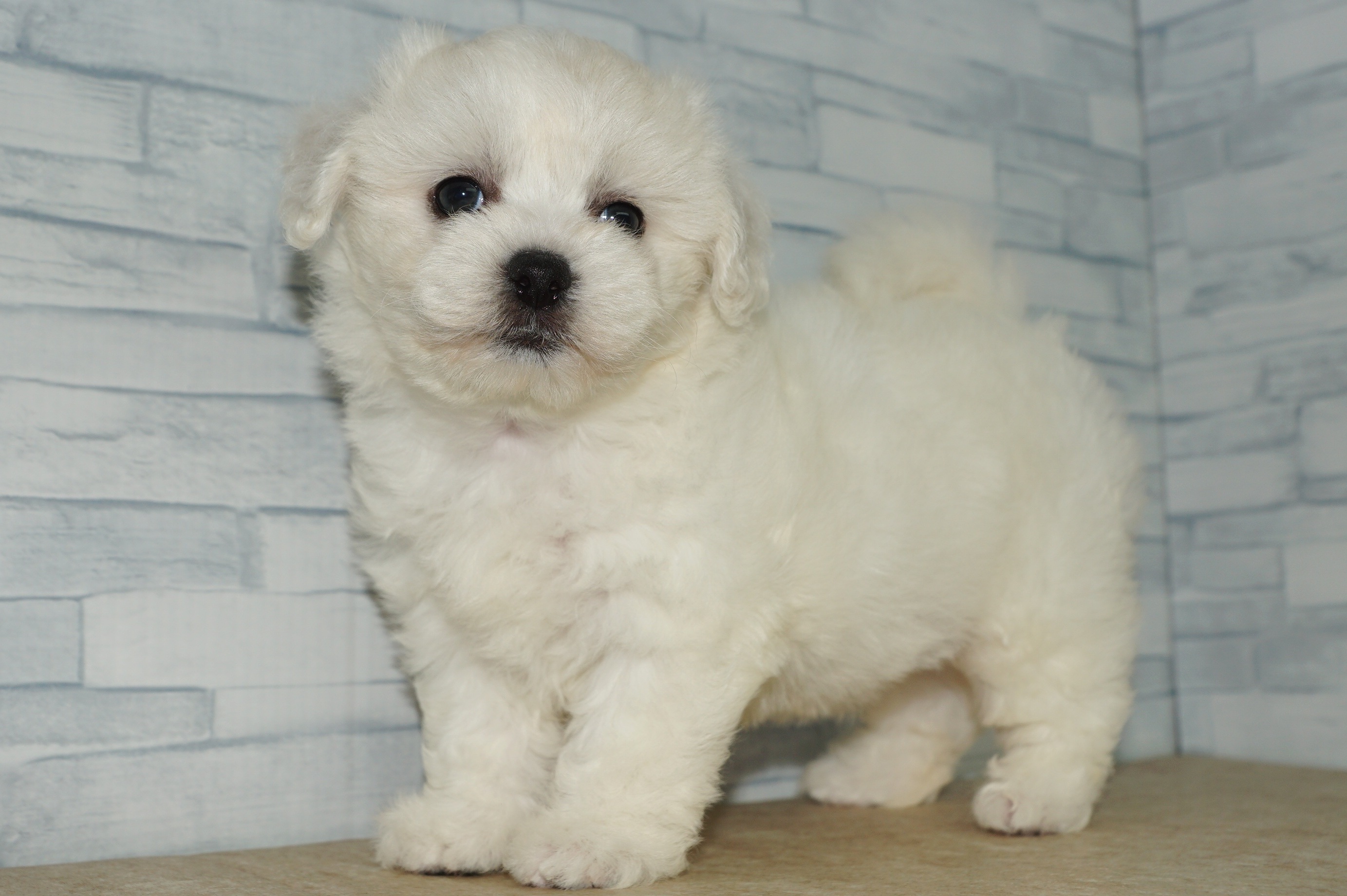 神奈川県のその他の仔犬 (きくちペット湘南平塚店/2025年6月21日生まれ/女の子/ホワイト)の子犬の4枚目の画像