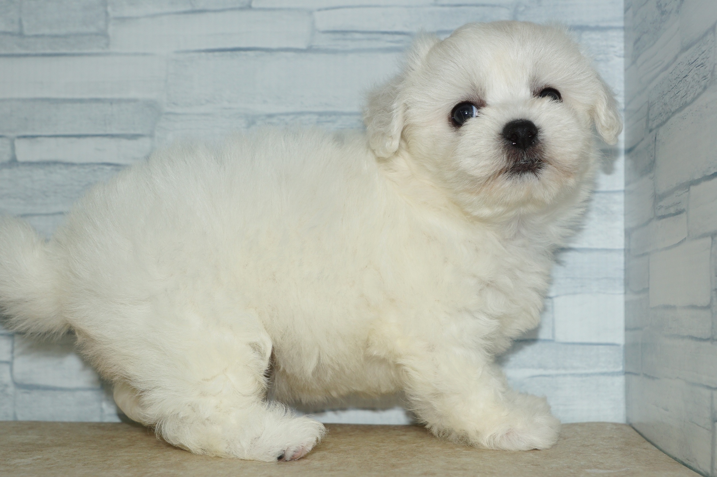 神奈川県のその他の仔犬 (きくちペット湘南平塚店/2025年6月21日生まれ/女の子/ホワイト)の子犬の2枚目の画像