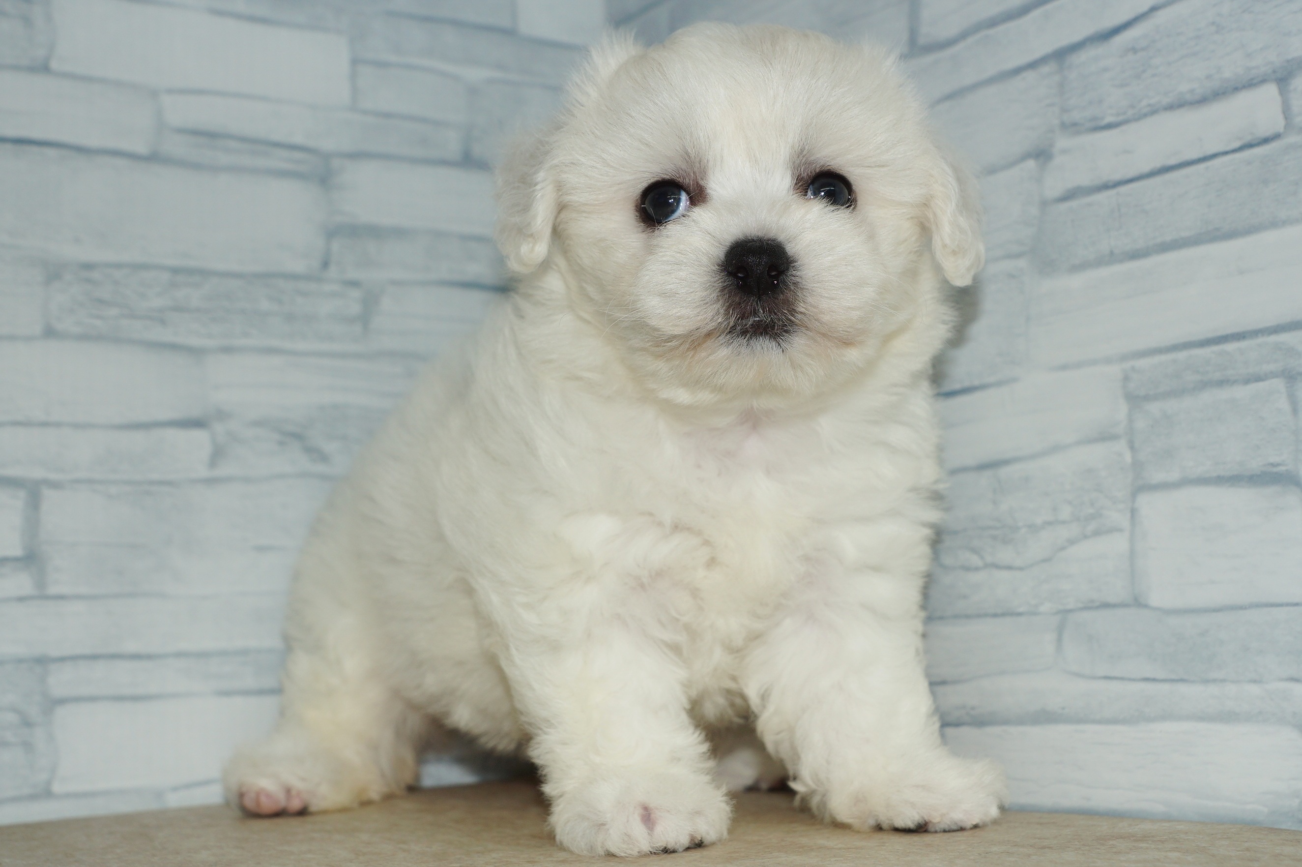 神奈川県のその他の仔犬 (きくちペット湘南平塚店/2025年6月21日生まれ/女の子/ホワイト)の子犬の3枚目の画像