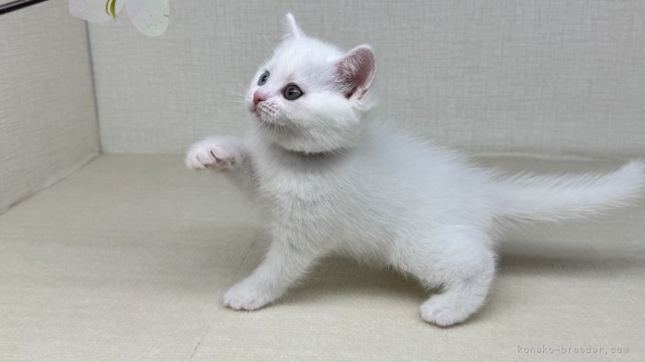 神奈川県のマンチカン (きくちペット南足柄本店/2025年7月15日生まれ/女の子/ホワイト　　オッドアイ)の子猫の3枚目の画像